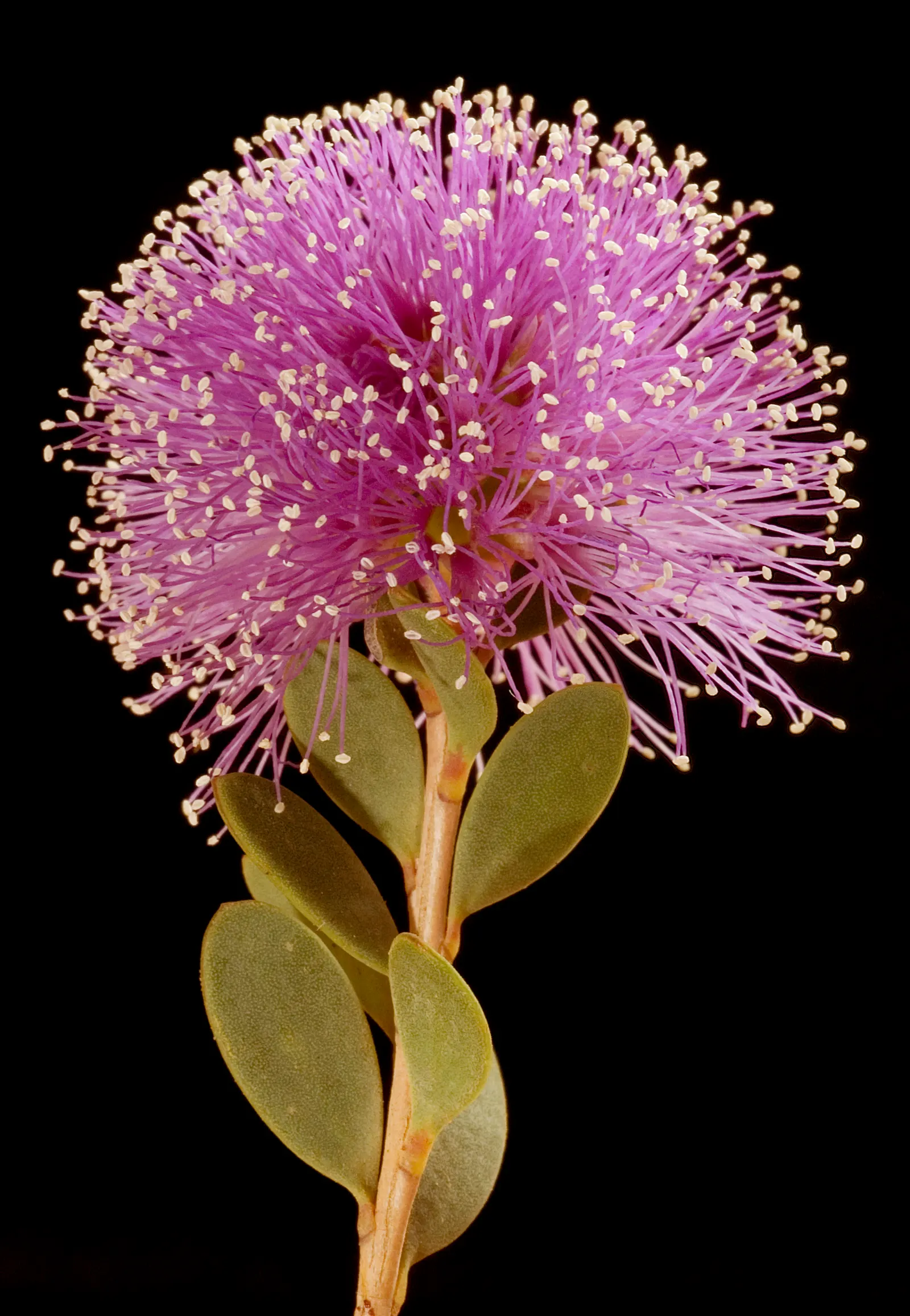 Pink Melaleuca (Melaleuca Nesophila) — reaching 10-20 feet in height with an equivalent spread