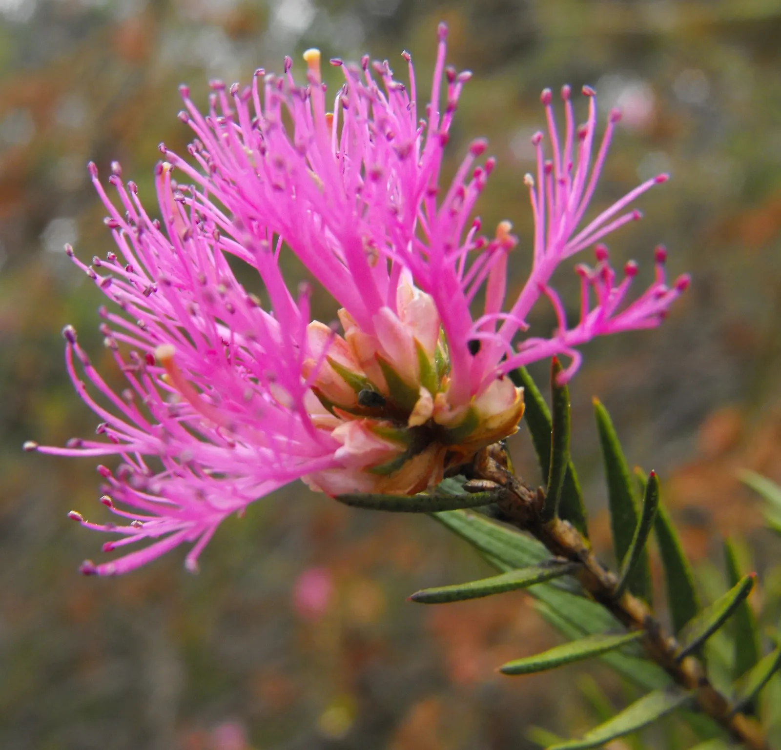 Pink Melaleuca (Melaleuca Nesophila) — bloom from late winter to summer; it's ideal for coastal landscapes