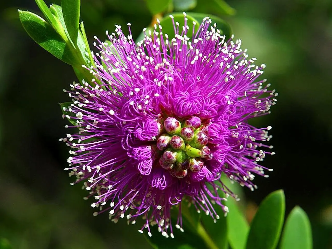 Pink Melaleuca (Melaleuca Nesophila) — typically reaching a mature height of 10 to 20 feet with a similar spread