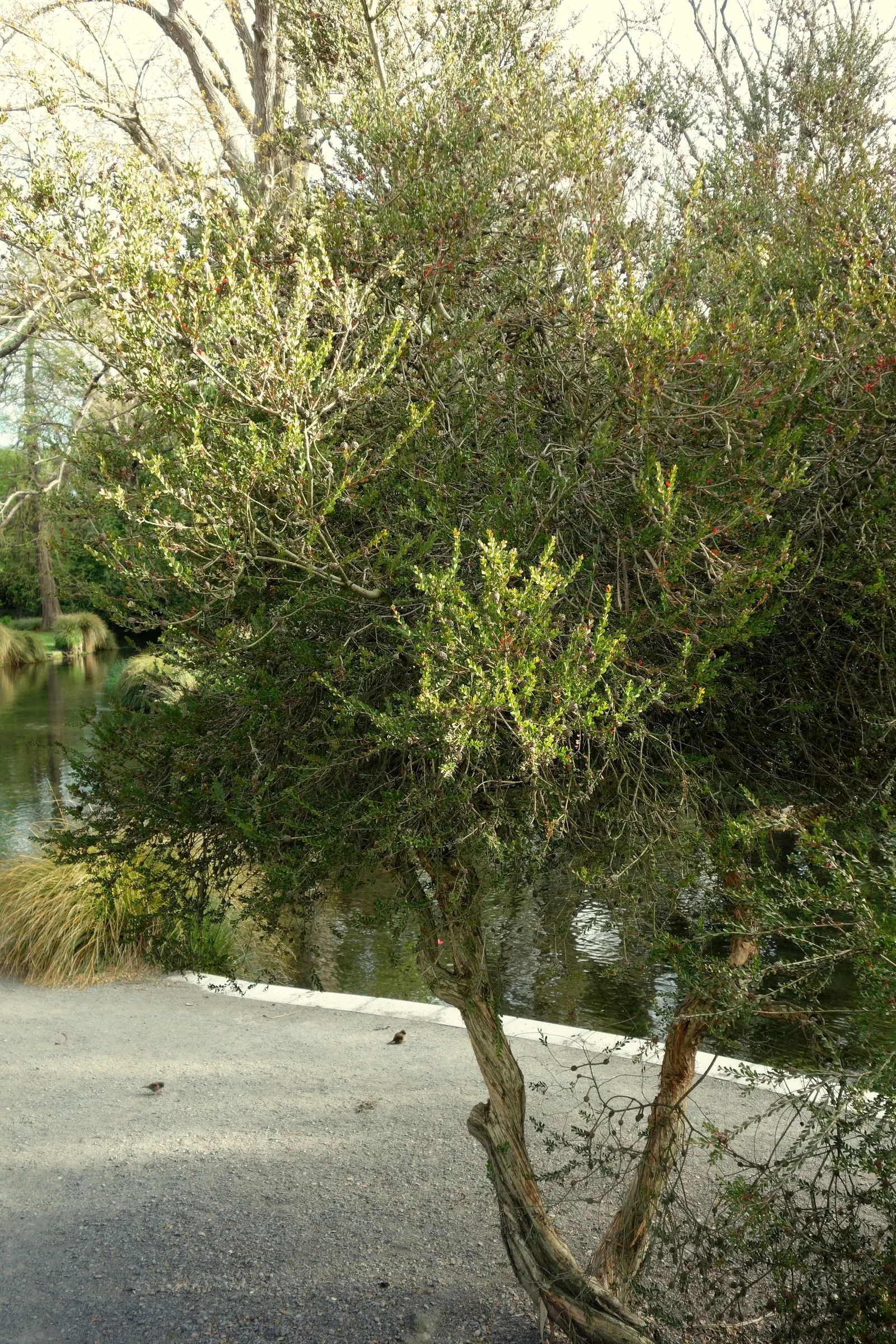 Pink Melaleuca (Melaleuca Nesophila) — offering a balanced and rounded canopy