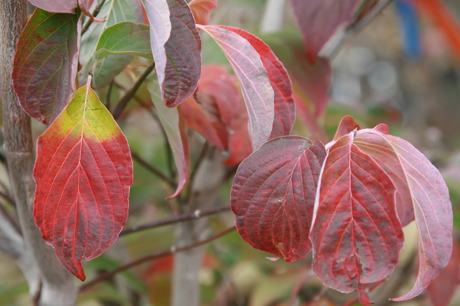 Cherokee Brave Dogwood (Cornus Florida 'Cherokee Brave') — Known for its striking floral display