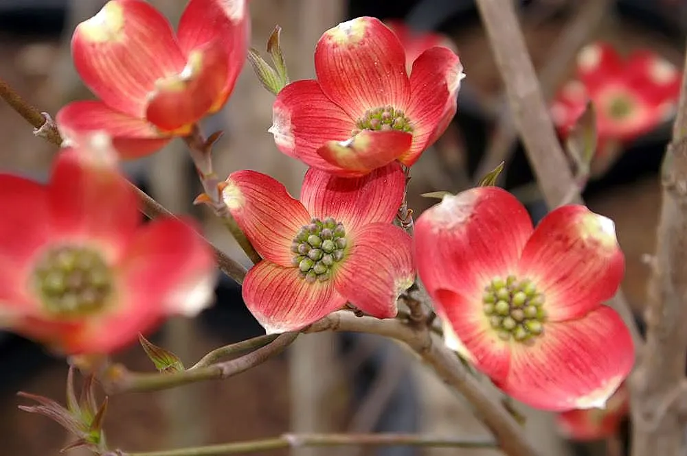 Cherokee Brave Dogwood (Cornus Florida 'Cherokee Brave') — acidic soil and benefit from partial shade