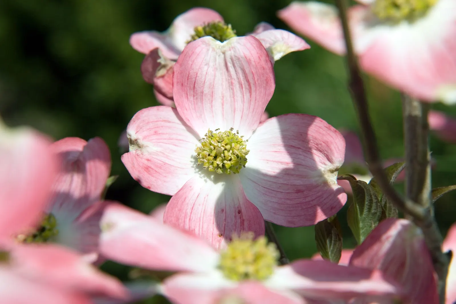 Cherokee Brave Dogwood (Cornus Florida 'Cherokee Brave') — presenting a lovely rounded canopy
