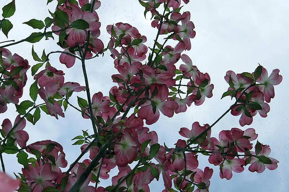 Cherokee Brave Dogwood (Cornus Florida 'Cherokee Brave') — but must be watered regularly during the first growing season
