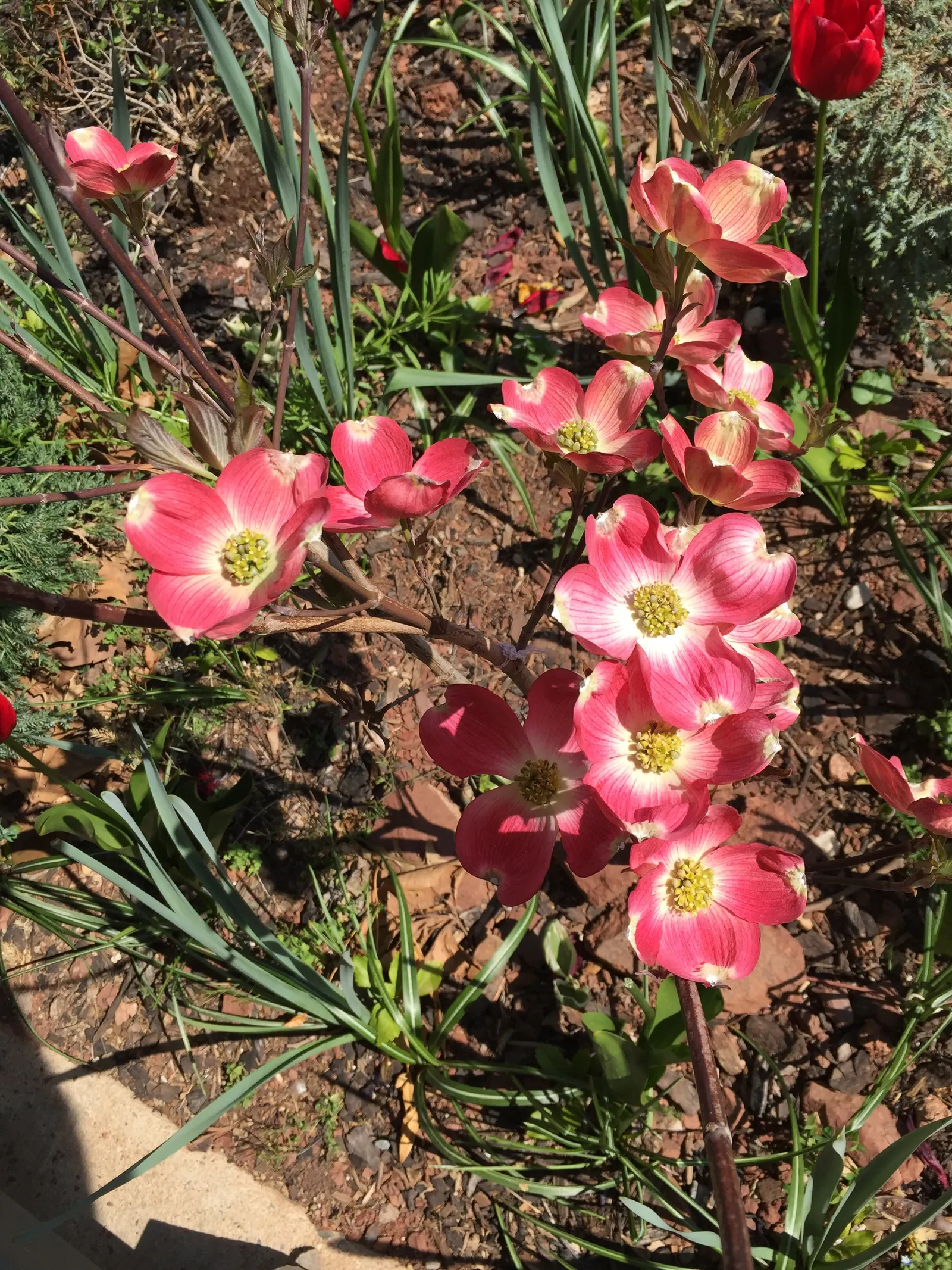 Cherokee Brave Dogwood (Cornus Florida 'Cherokee Brave') — Ideal for specimen or group plantings in landscapes
