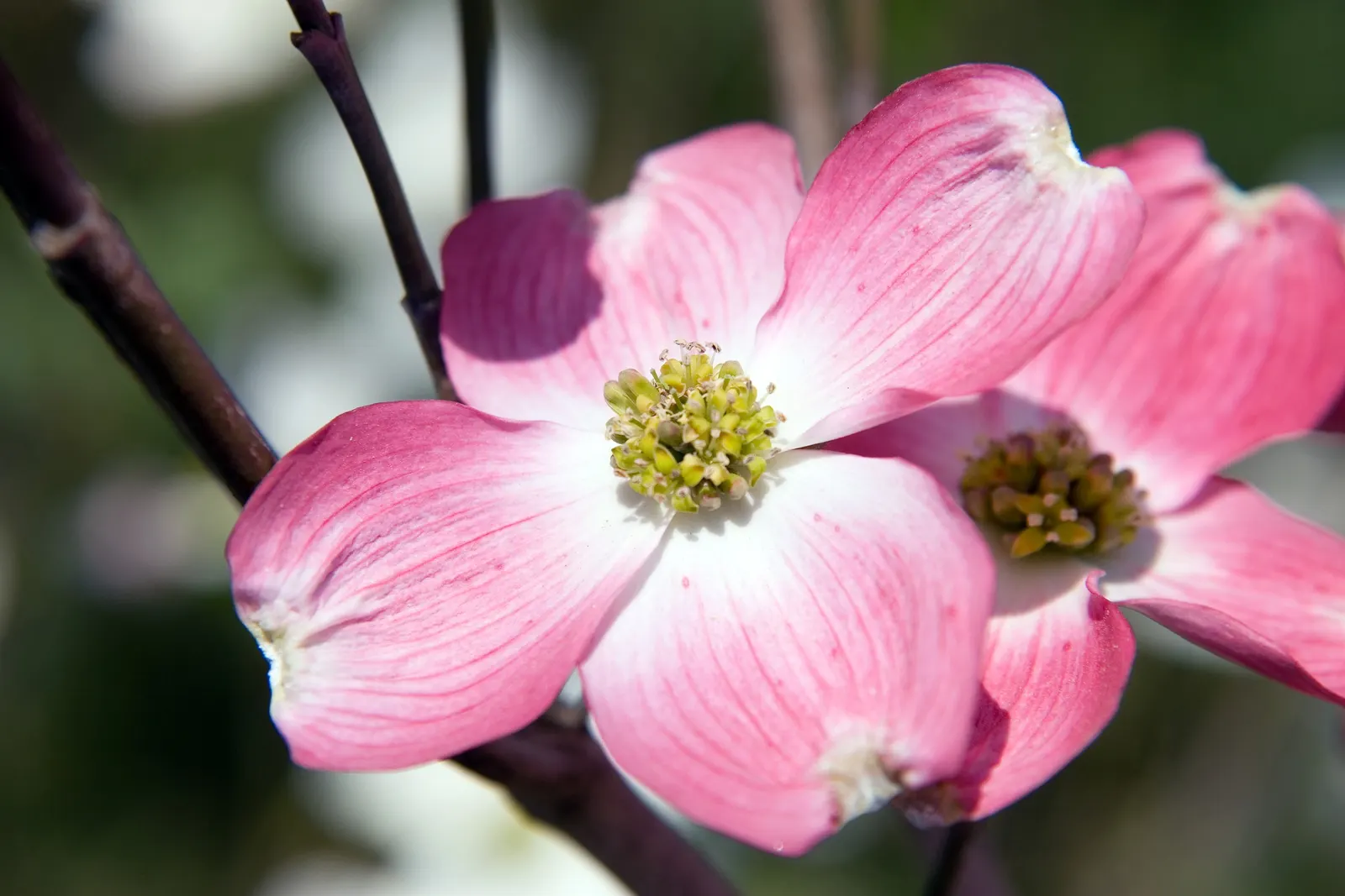 Cherokee Brave Dogwood (Cornus Florida 'Cherokee Brave') — Cherokee Brave Dogwoods can enhance any landscape design