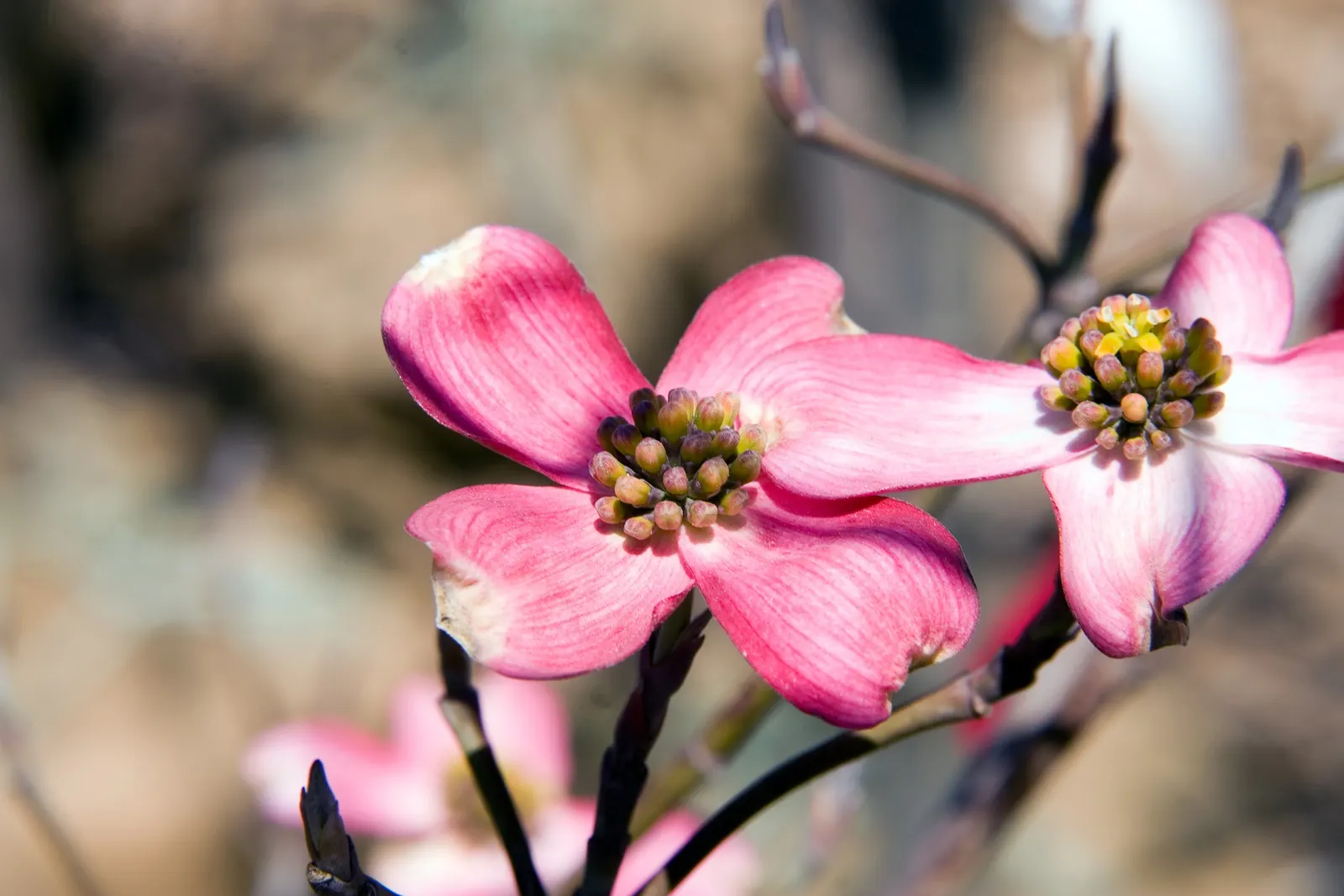 Cherokee Brave Dogwood (Cornus Florida 'Cherokee Brave') — The tree thrives in USDA zones 5-9, preferring well-drained acidic soil