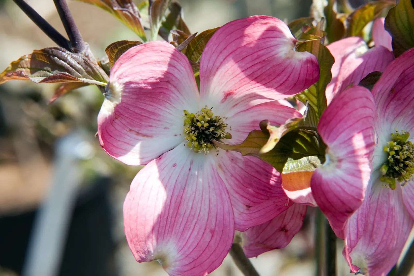 Cherokee Brave Dogwood (Cornus Florida 'Cherokee Brave') — They are moderately drought-tolerant once established