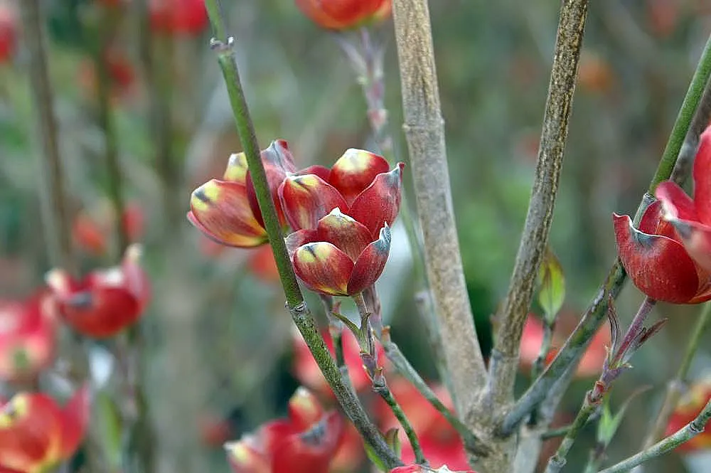 Cherokee Brave Dogwood (Cornus Florida 'Cherokee Brave') — This tree is relatively low-maintenance