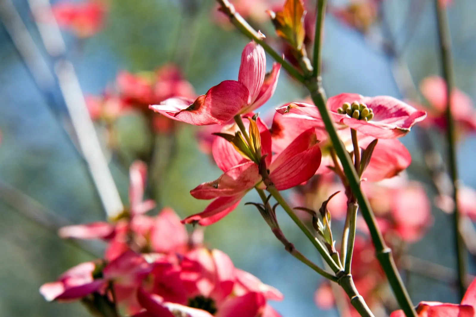 Cherokee Brave Dogwood (Cornus Florida 'Cherokee Brave') — Cherokee Brave Dogwoods prefer well-drained