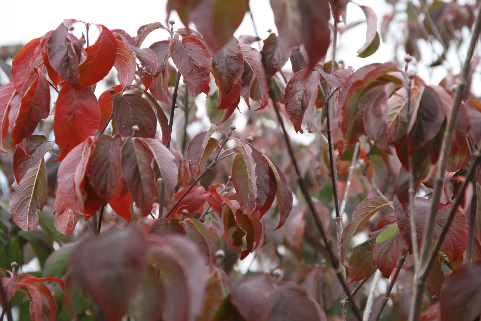 Cherokee Brave Dogwood (Cornus Florida 'Cherokee Brave') — tree for half or shade