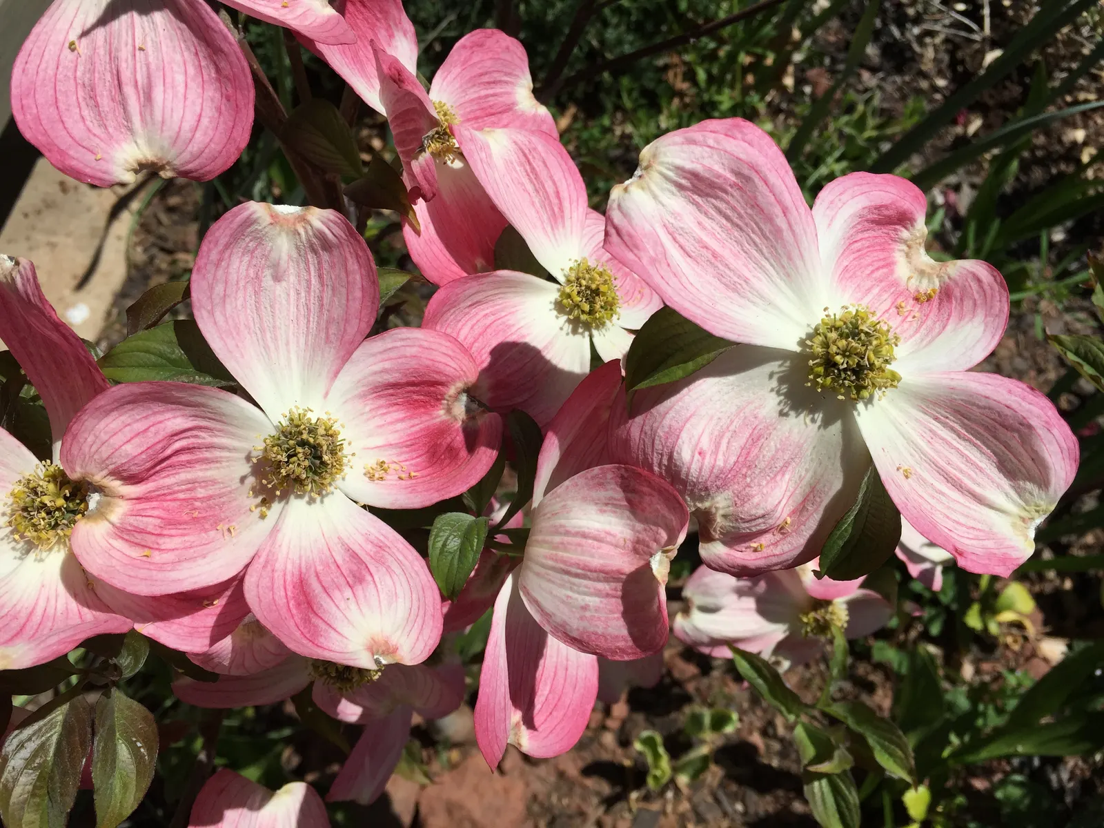 Cherokee Brave Dogwood (Cornus Florida 'Cherokee Brave') — It reaches 15-30 feet in height with a spread of 15-25 feet upon maturity; ideal for specimen or
