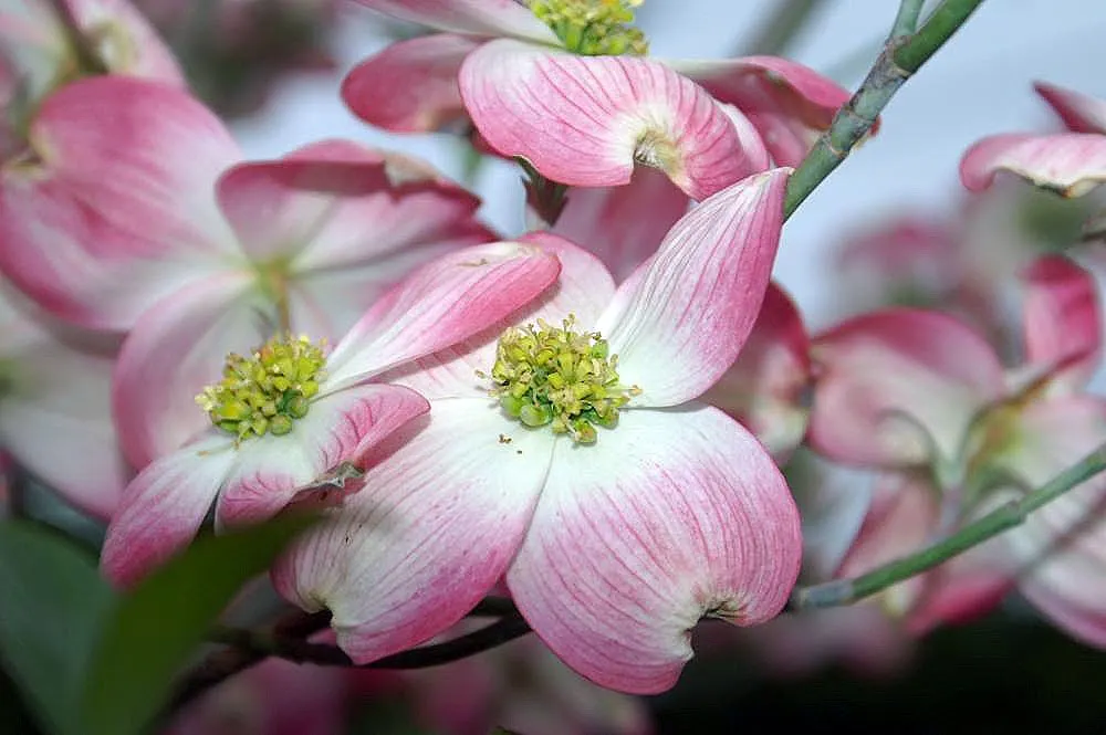 Cherokee Brave Dogwood (Cornus Florida 'Cherokee Brave') — Spring blooms are followed by red fall foliage and glossy red berries, providing multi-seasonal