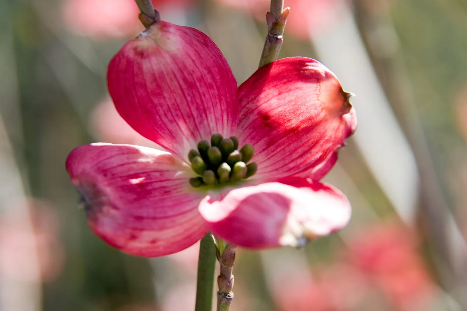 Cherokee Brave Dogwood (Cornus Florida 'Cherokee Brave') — serving as standout specimen trees or integrated into mixed borders for seasonal color