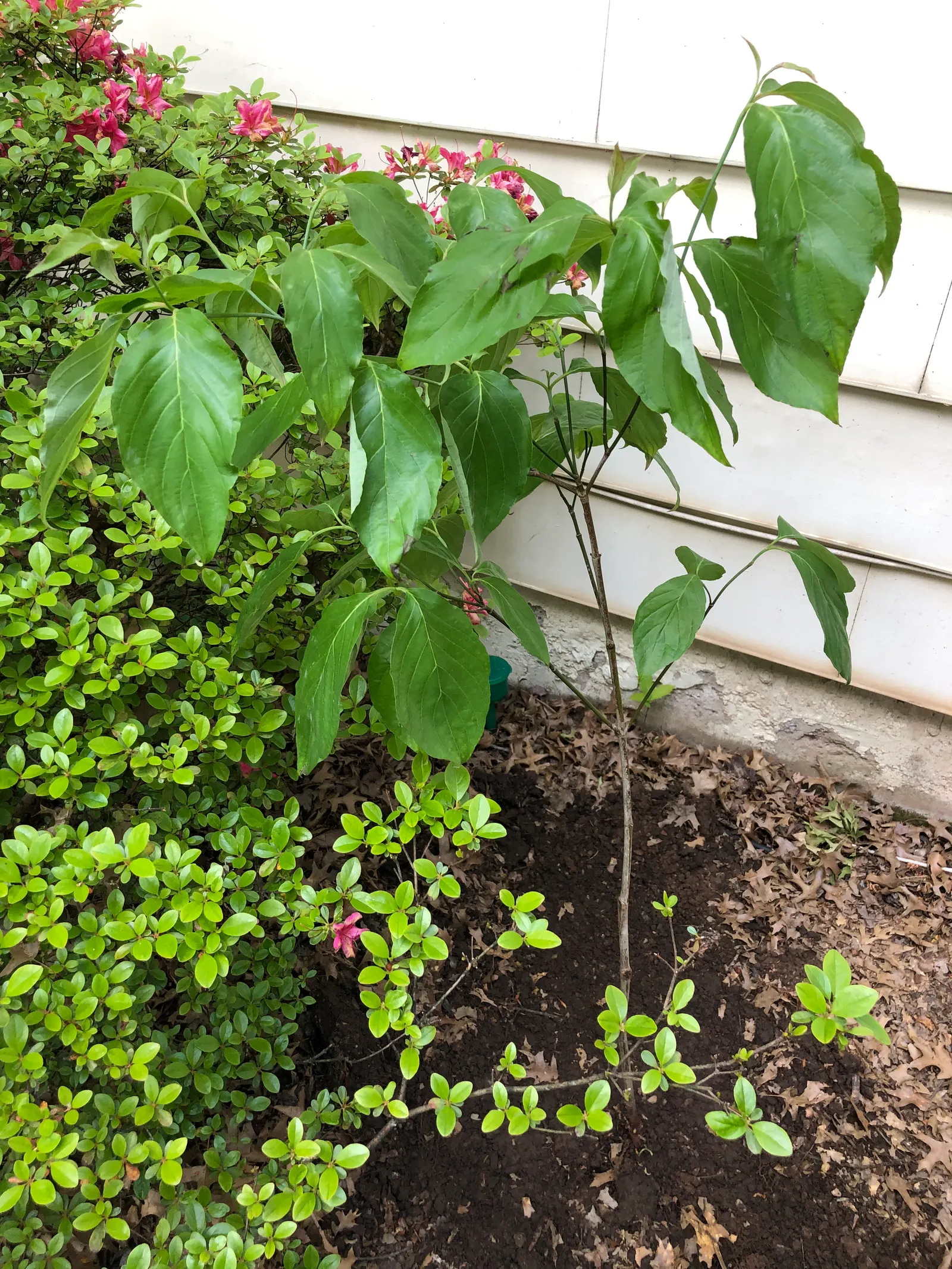 Cherokee Brave Dogwood (Cornus Florida 'Cherokee Brave') — providing homeowners with a stunning spring showcase and year-round beauty
