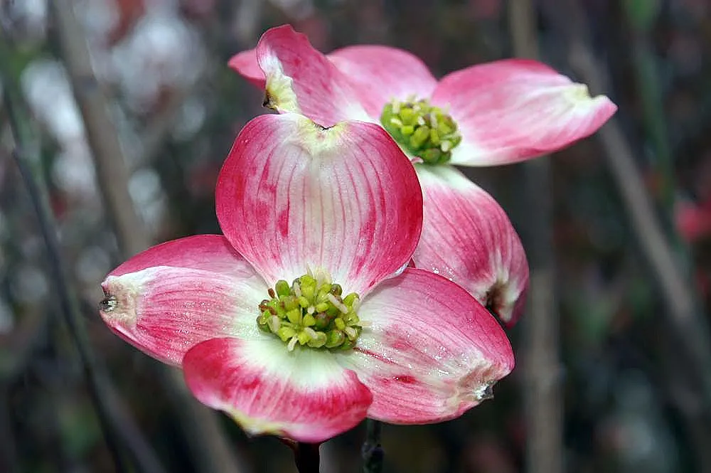 Cherokee Brave Dogwood (Cornus Florida 'Cherokee Brave') — It reaches 15-30 feet in height with a spread of 15-25 feet upon maturity