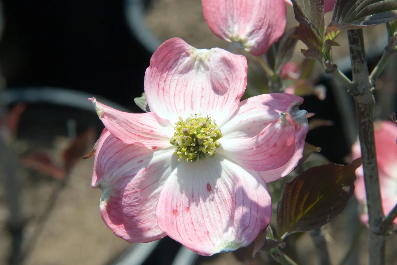 Cherokee Brave Dogwood (Cornus Florida 'Cherokee Brave') — which mimics their natural understory habitat