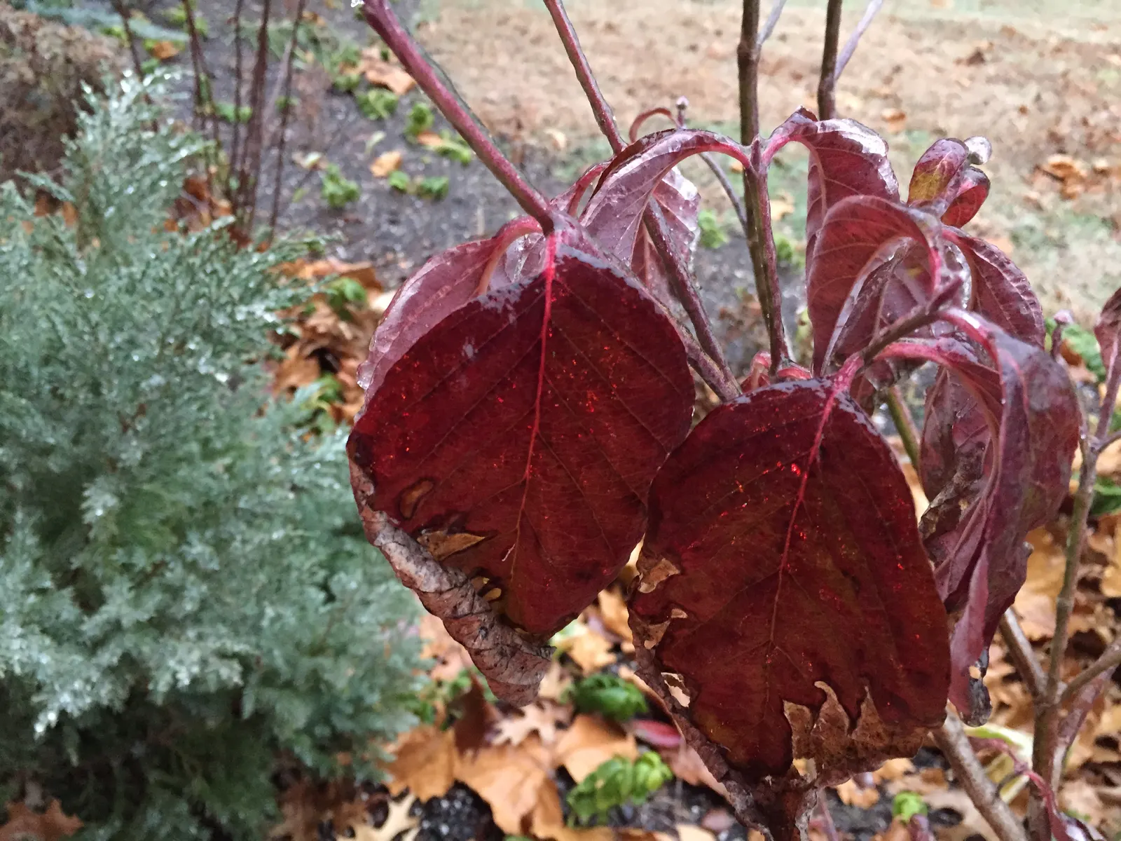 Cherokee Brave Dogwood (Cornus Florida 'Cherokee Brave') — The foliage further embellishes the tree