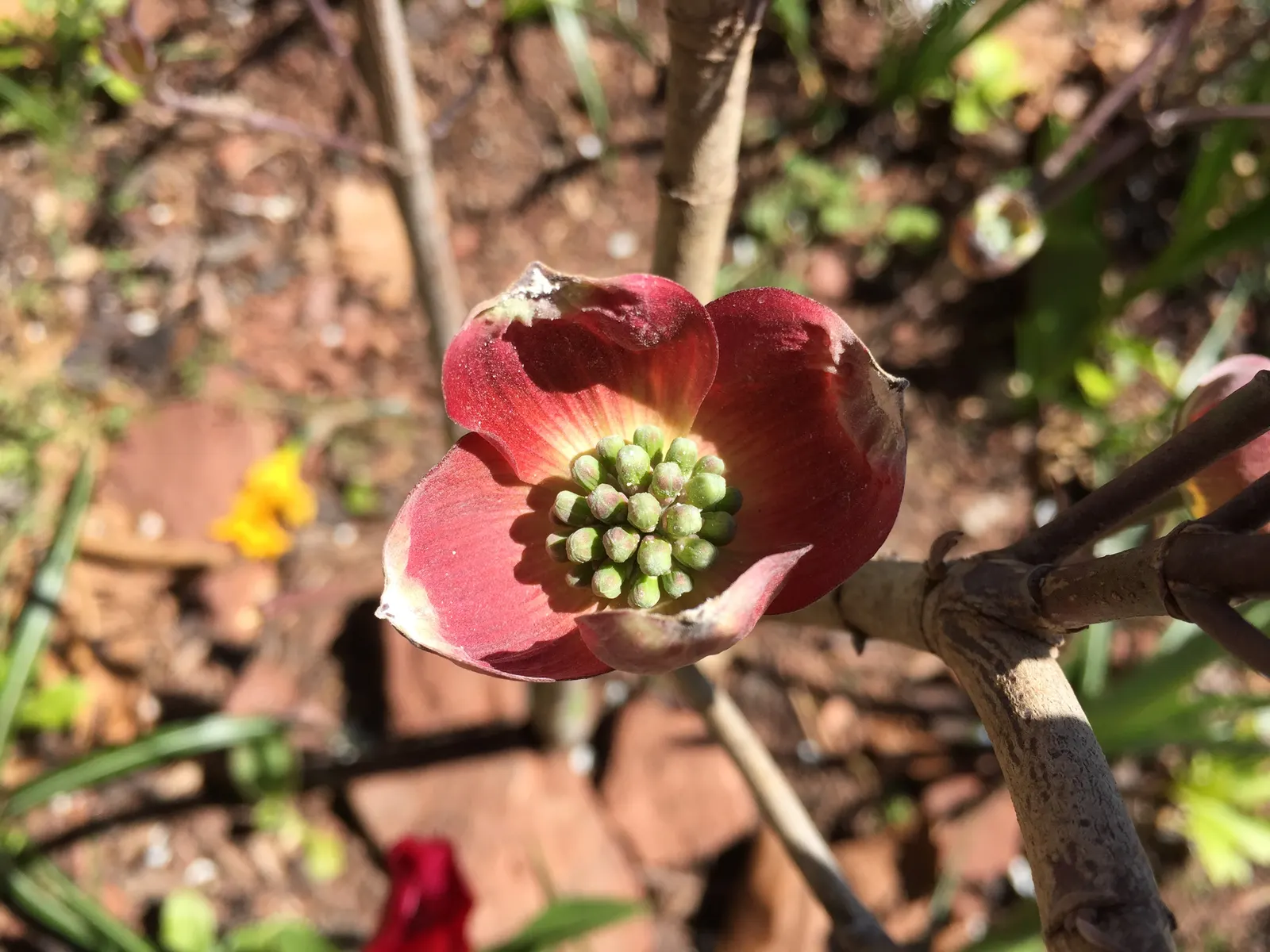 Cherokee Brave Dogwood (Cornus Florida 'Cherokee Brave') — bracted blossoms which create the illusion of generously sized pink flowers with a white center