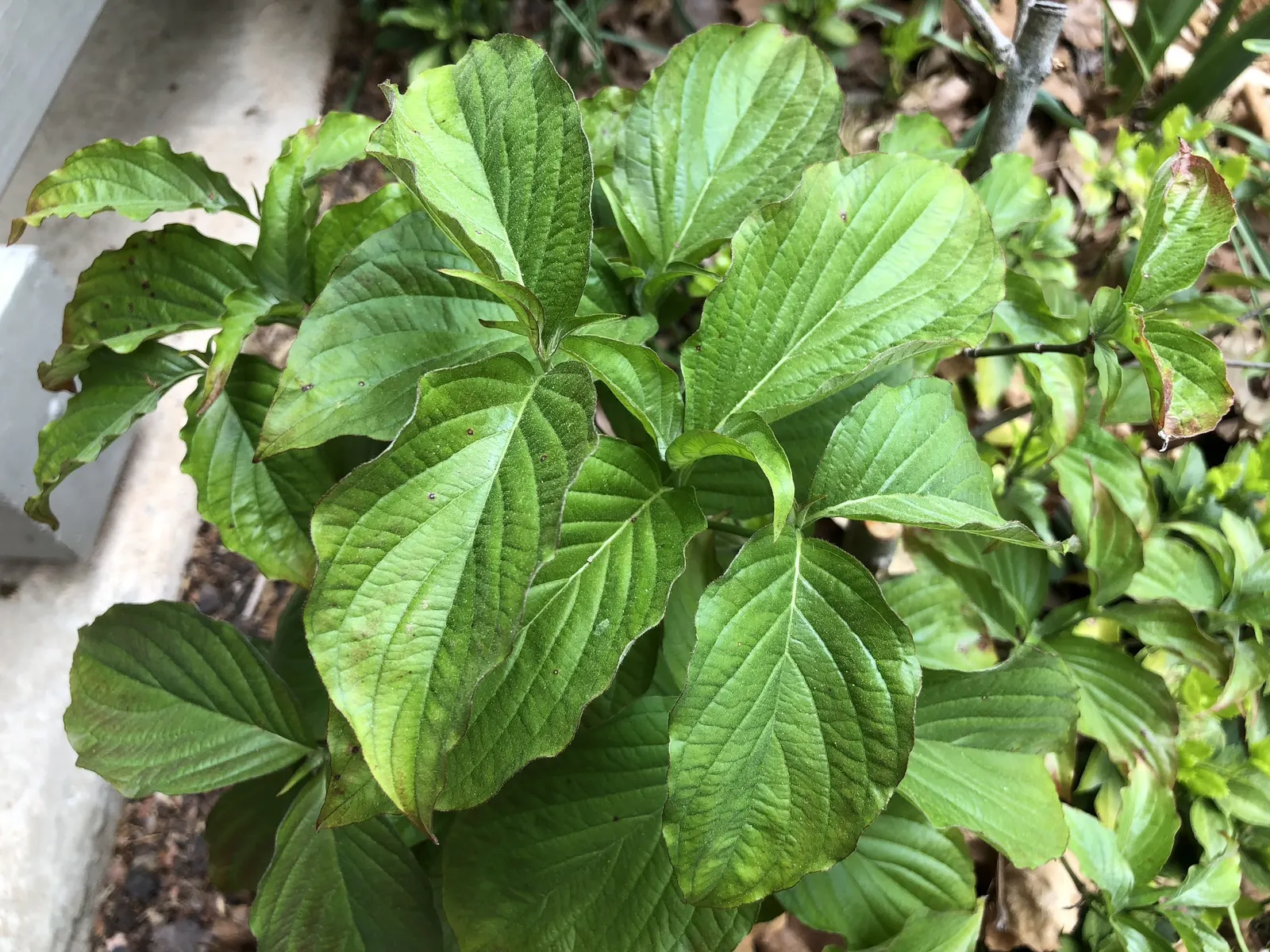 Cherokee Brave Dogwood (Cornus Florida 'Cherokee Brave') — pink flowers in the garden