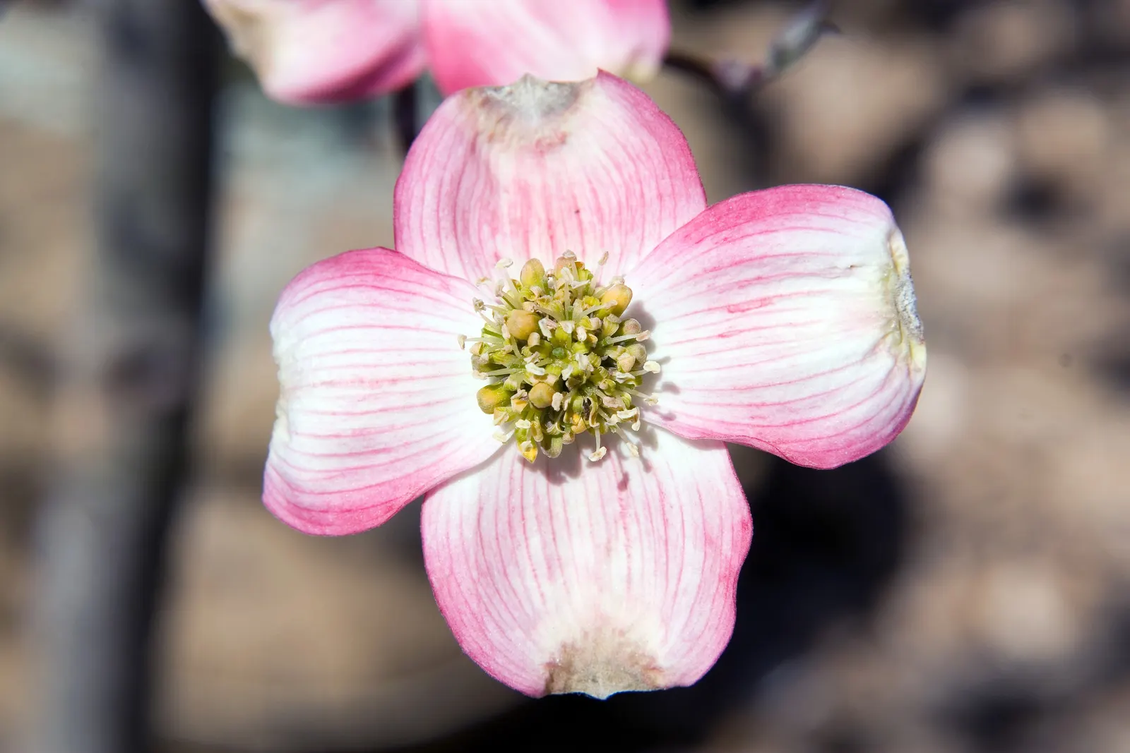 Cherokee Brave Dogwood (Cornus Florida 'Cherokee Brave') — where they can be planted to frame entryways or line pathways