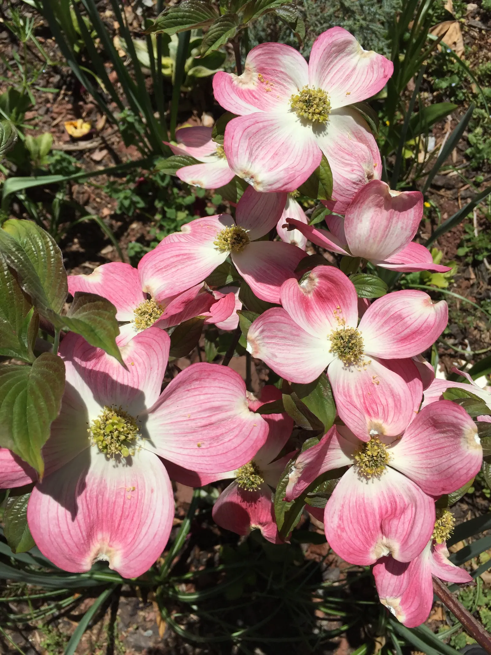 Cherokee Brave Dogwood (Cornus Florida 'Cherokee Brave') — tree with pink blooms