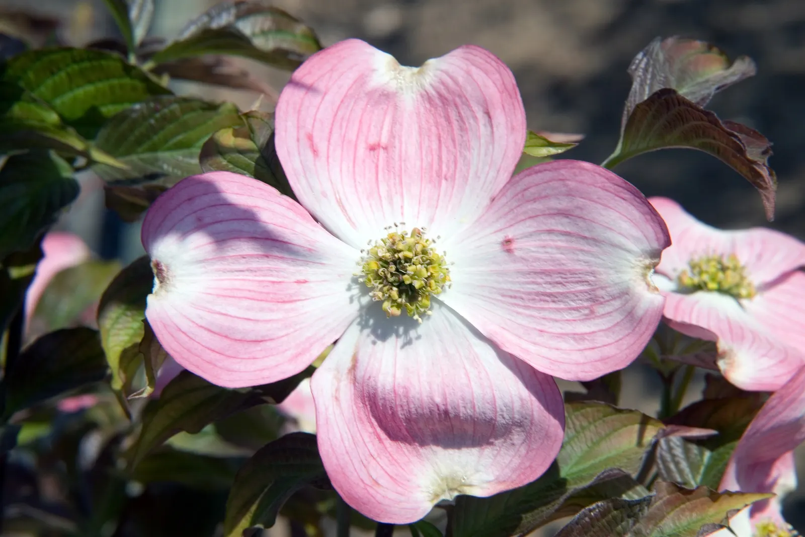 Cherokee Brave Dogwood (Cornus Florida 'Cherokee Brave') — Their moderate size also makes them suitable for residential gardens