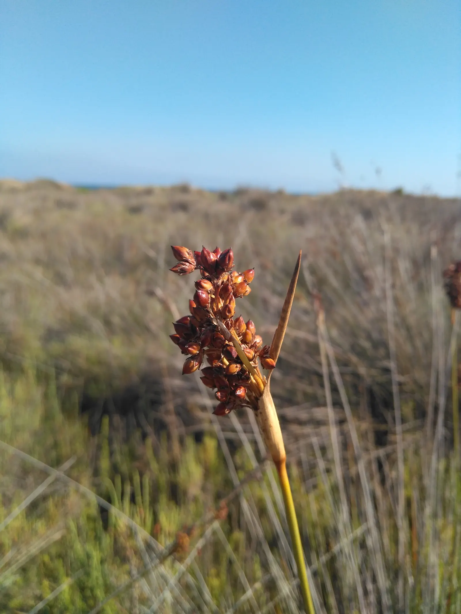 Spiny Rush (Juncus Acutus) — low-care option for the right landscape scenario.<br><br>Zones:<br>USDA Hardiness Zones 8 to 11
