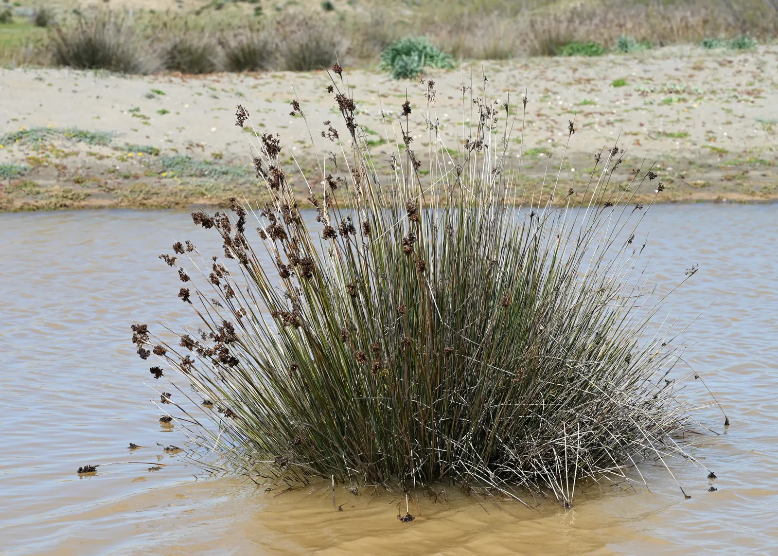 Spiny Rush (Juncus Acutus) — It's excellent for natural water features; dark green stems are a highlight