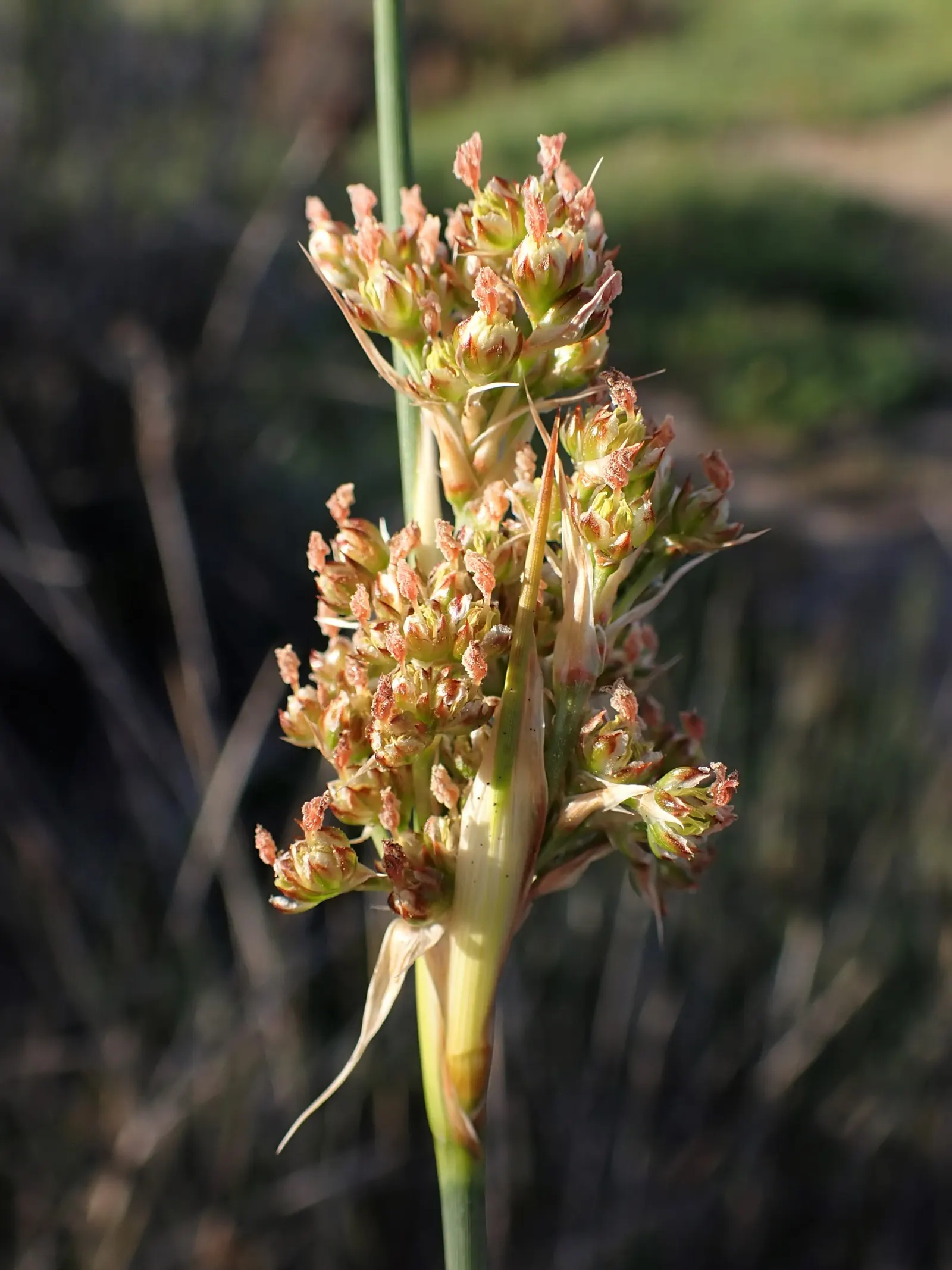 Spiny Rush (Juncus Acutus) — clumping growth habit reaching 2-3 feet tall and wide; or alongside ponds and streams