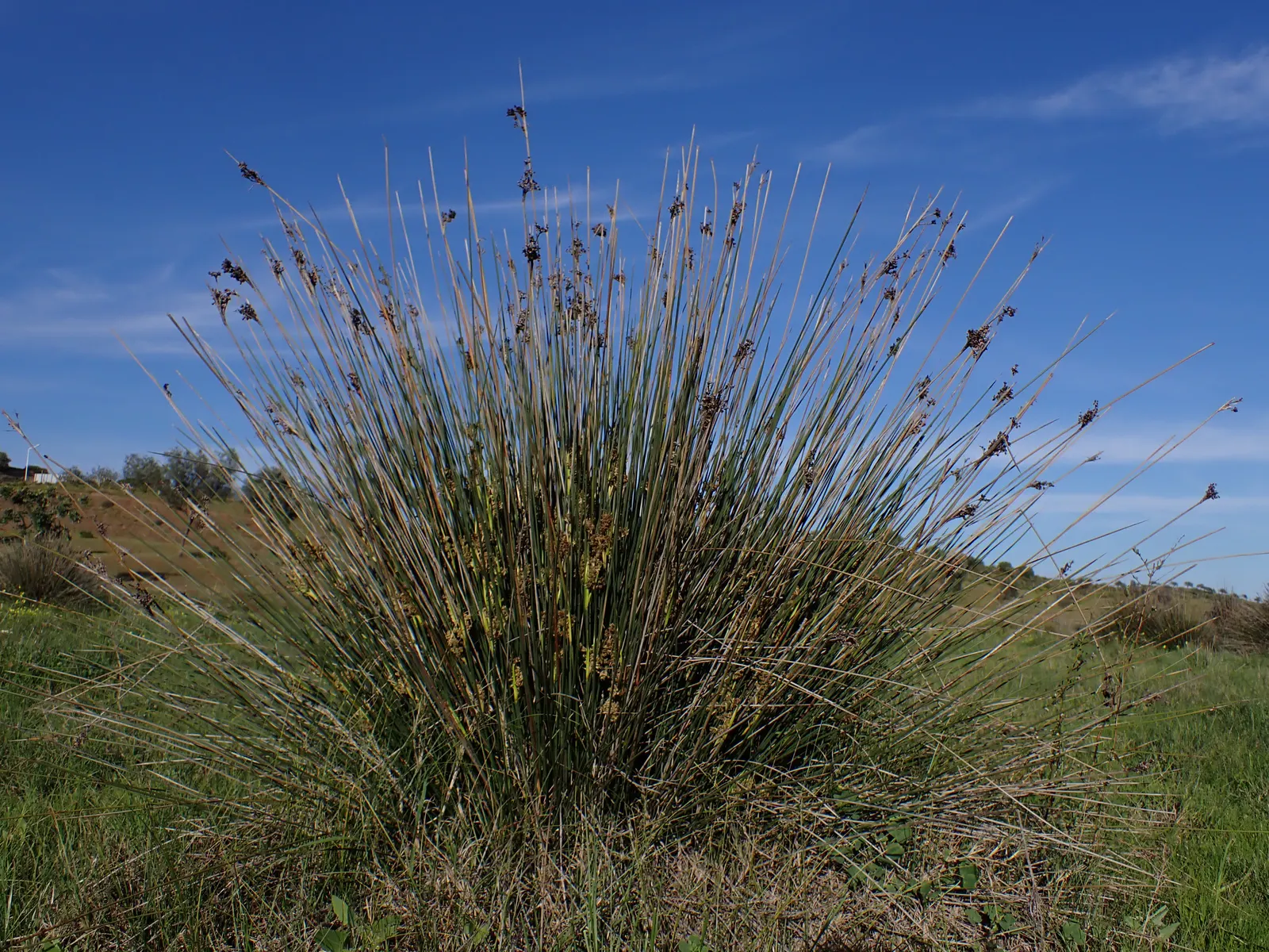 Spiny Rush (Juncus Acutus) — is a robust perennial plant that adds a unique texture to the landscape with its distinctive; evergreen perennial with an upright