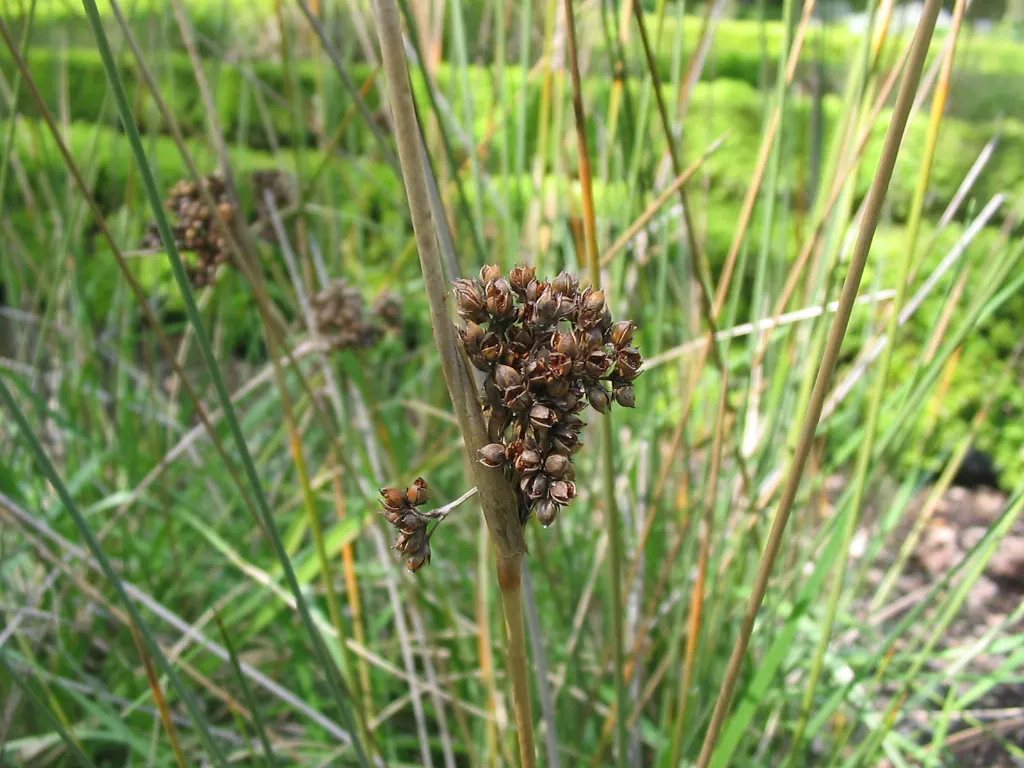 Spiny Rush (Juncus Acutus) — tolerating brackish conditions; care should be taken due to its sharp foliage, image 53