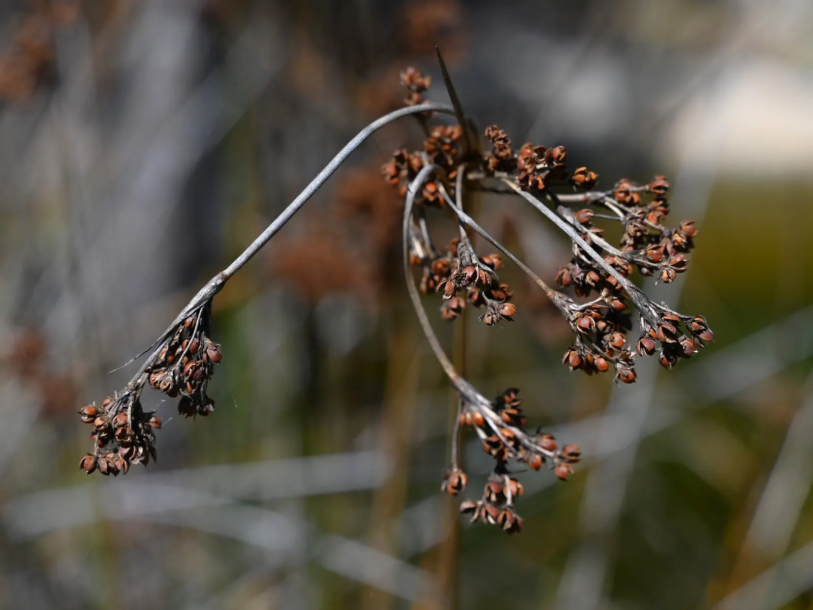 Spiny Rush (Juncus Acutus) — clumping growth habit reaching 2-3 feet tall and wide; or alongside ponds and streams, image 51