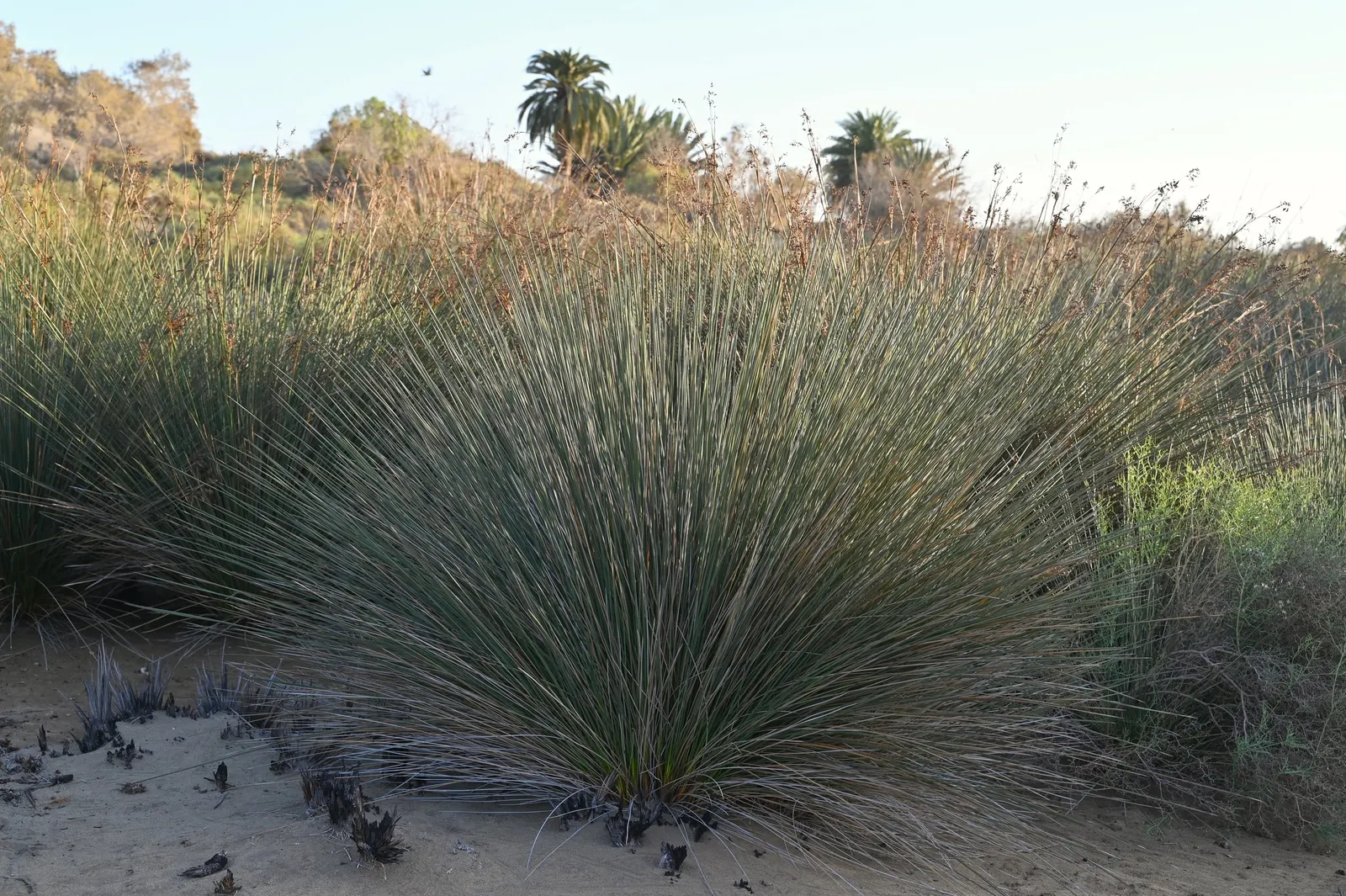 Spiny Rush (Juncus Acutus) — It's resilient to many pests and diseases and requires minimal maintenance once established