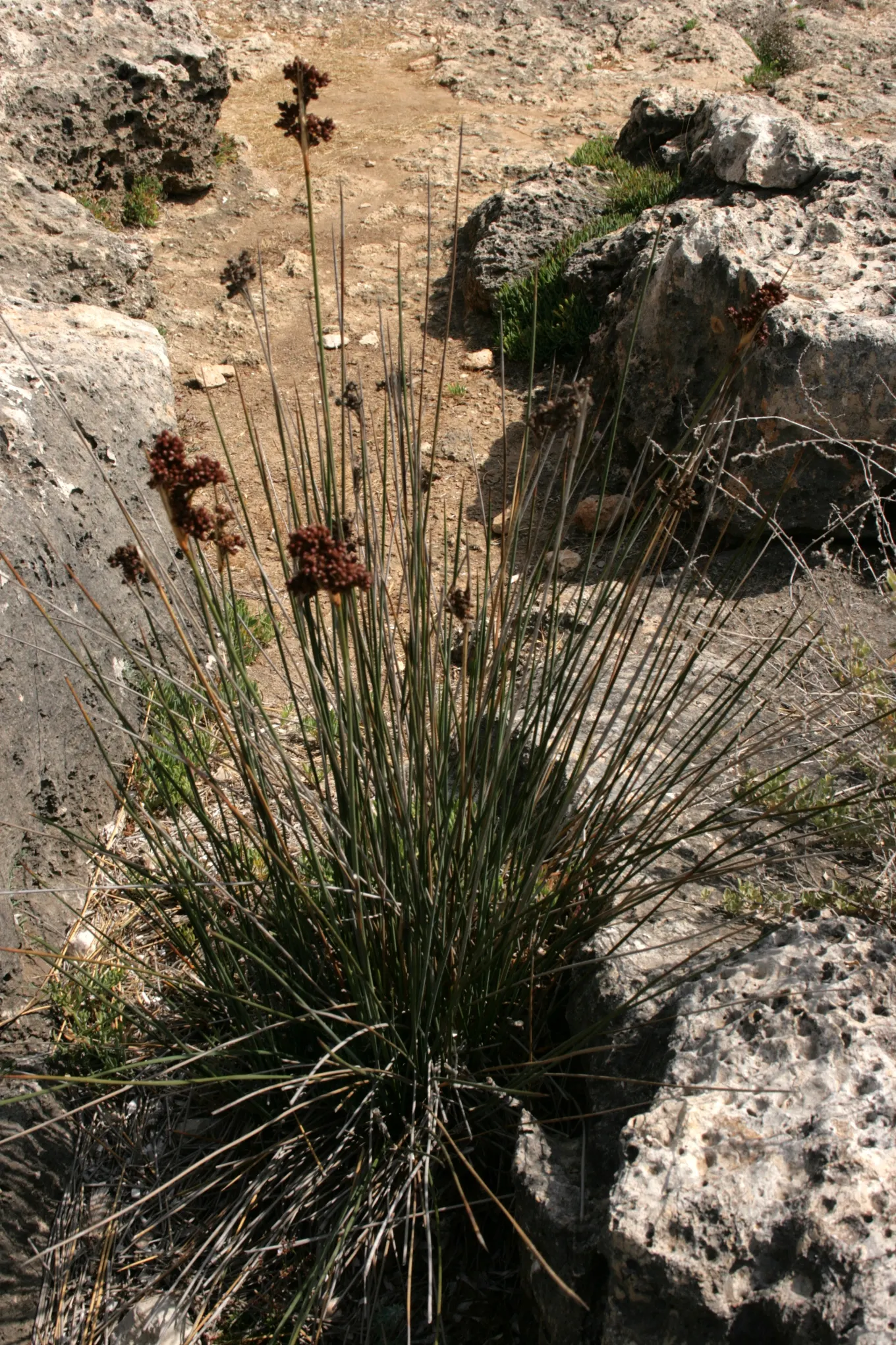 Spiny Rush (Juncus Acutus) — this rush thrives in full sun to part shade and prefers moist to wet soils; spiny Rush (Juncus acutus) is a robust, image 52