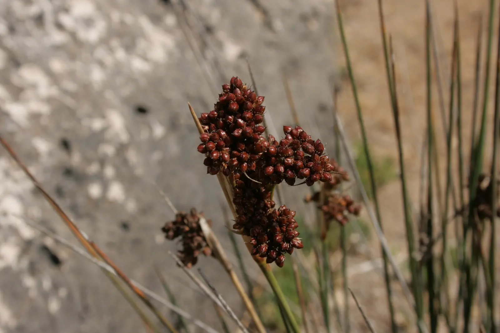Spiny Rush (Juncus Acutus) — providing habitat for wildlife and erosion control with minimal maintenance; it's resilient to many pests and diseases, image 55