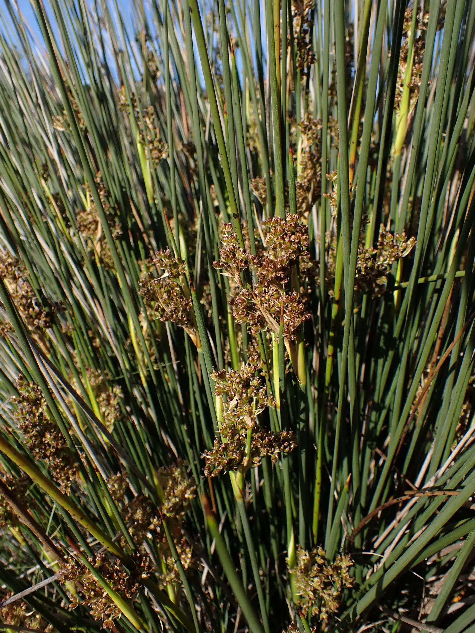 Spiny Rush (Juncus Acutus) — Spiny Rush is highly adaptive but should be managed to prevent it from becoming invasive in certain regions
