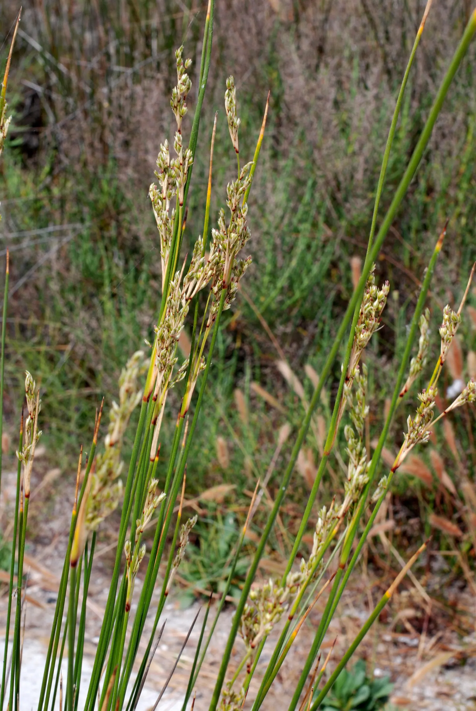 Spiny Rush (Juncus Acutus) — It's excellent for natural water features; dark green stems are a highlight, image 54