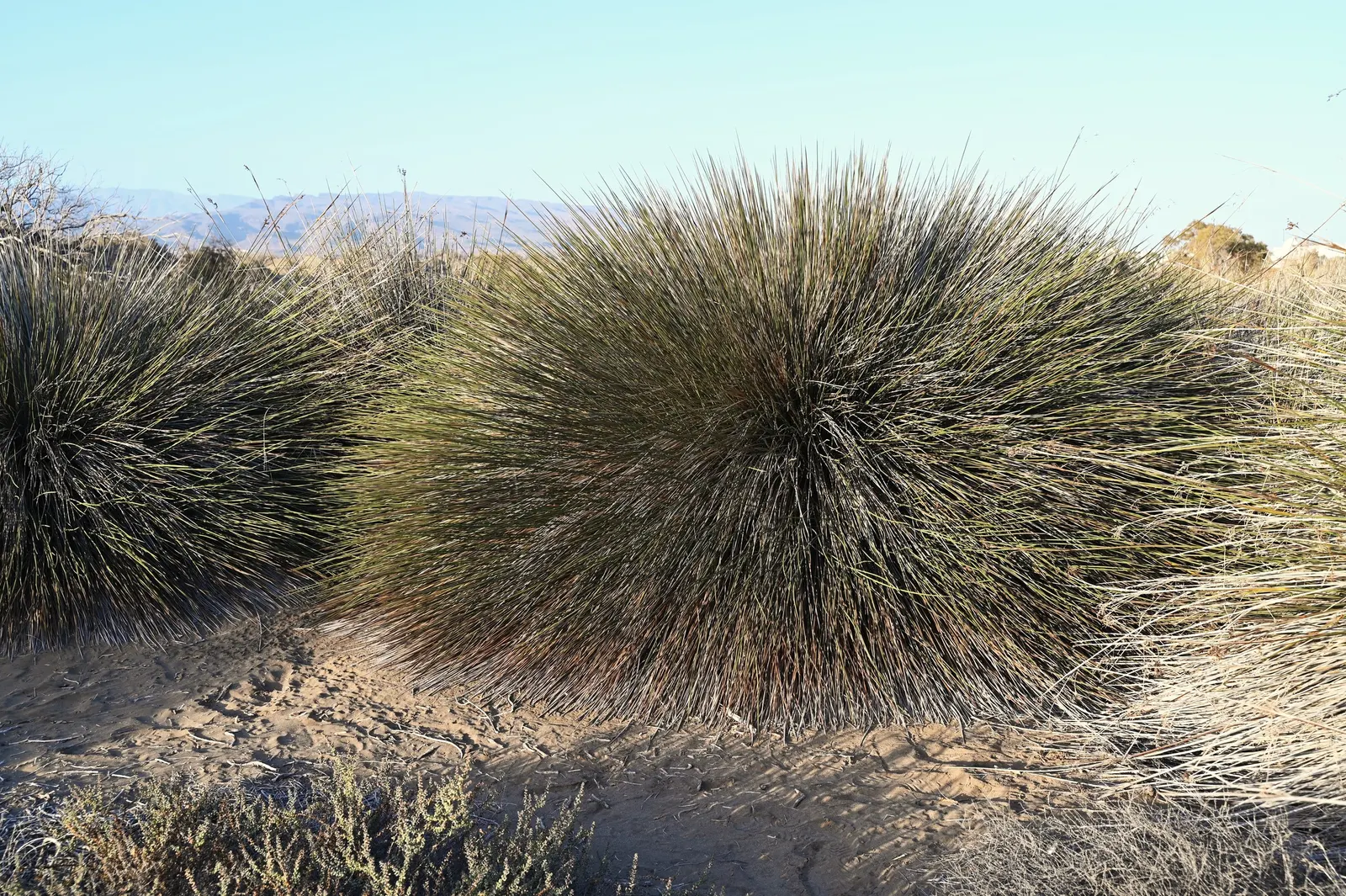 Spiny Rush (Juncus Acutus) — evergreen perennial with an upright; is a robust perennial plant that adds a unique texture to the landscape with its distinctive