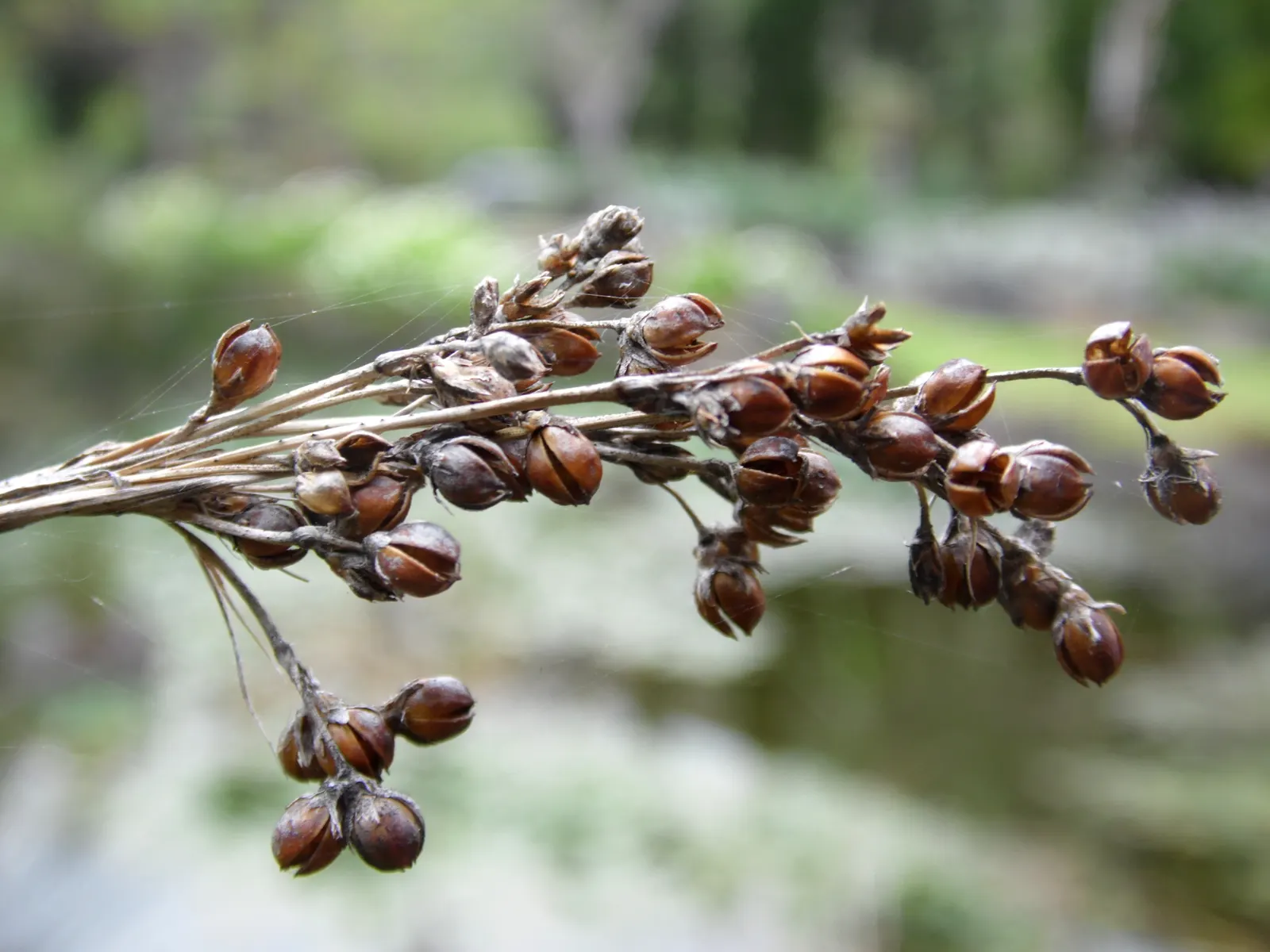 Spiny Rush (Juncus Acutus) — It's resilient to many pests and diseases and requires minimal maintenance once established; providing habitat for wildlife and