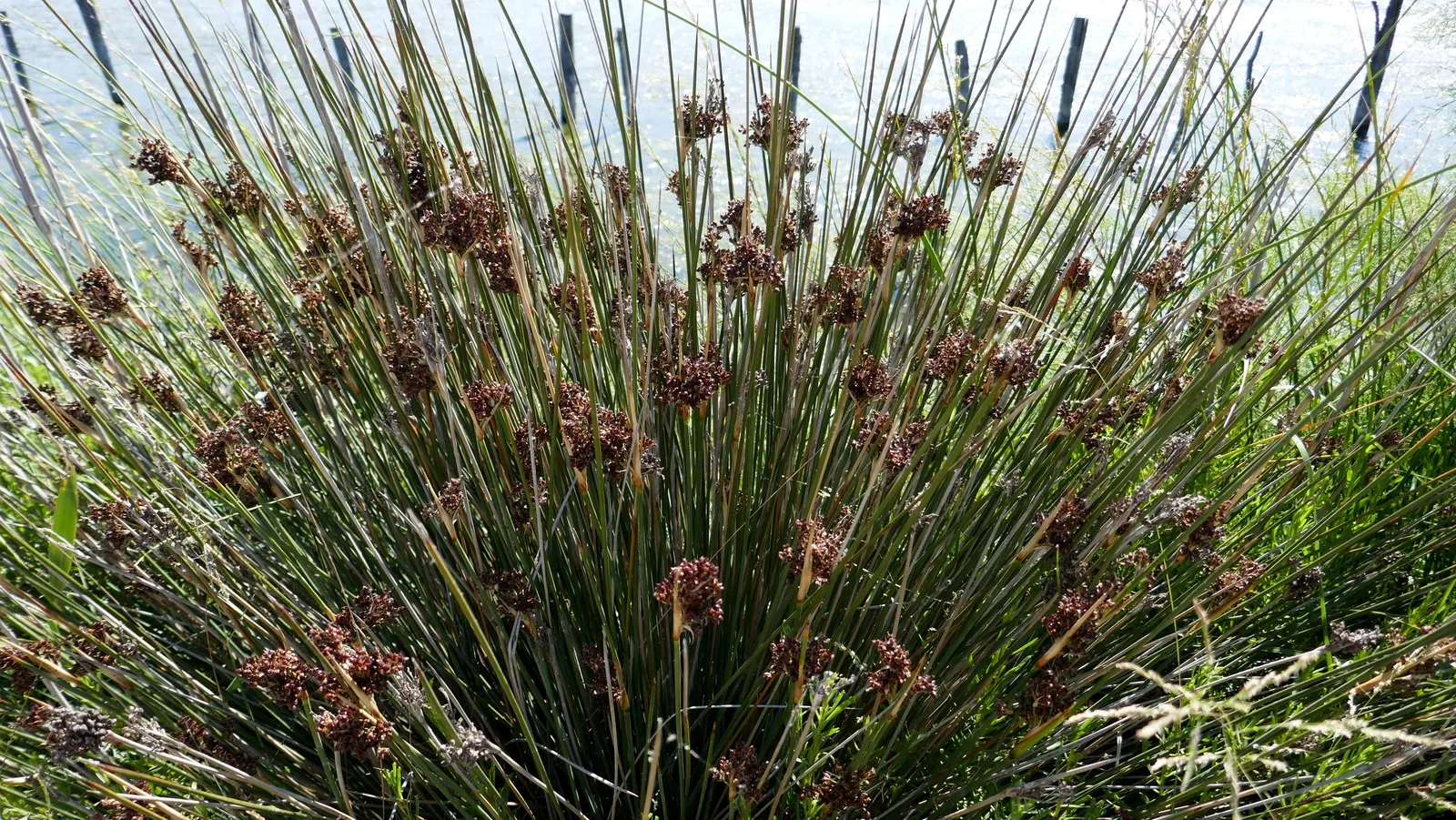 Spiny Rush (Juncus Acutus) — evergreen perennial with an upright; is a robust perennial plant that adds a unique texture to the landscape with its, image 50