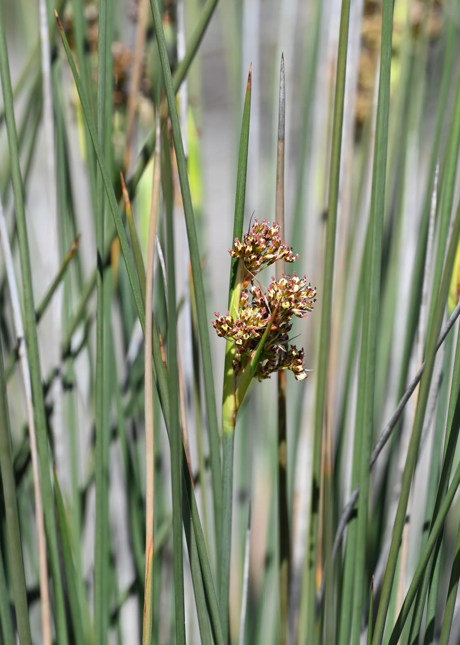 Spiny Rush (Juncus Acutus) — this rush thrives in full sun to part shade and prefers moist to wet soils; spiny Rush (Juncus acutus) is a robust