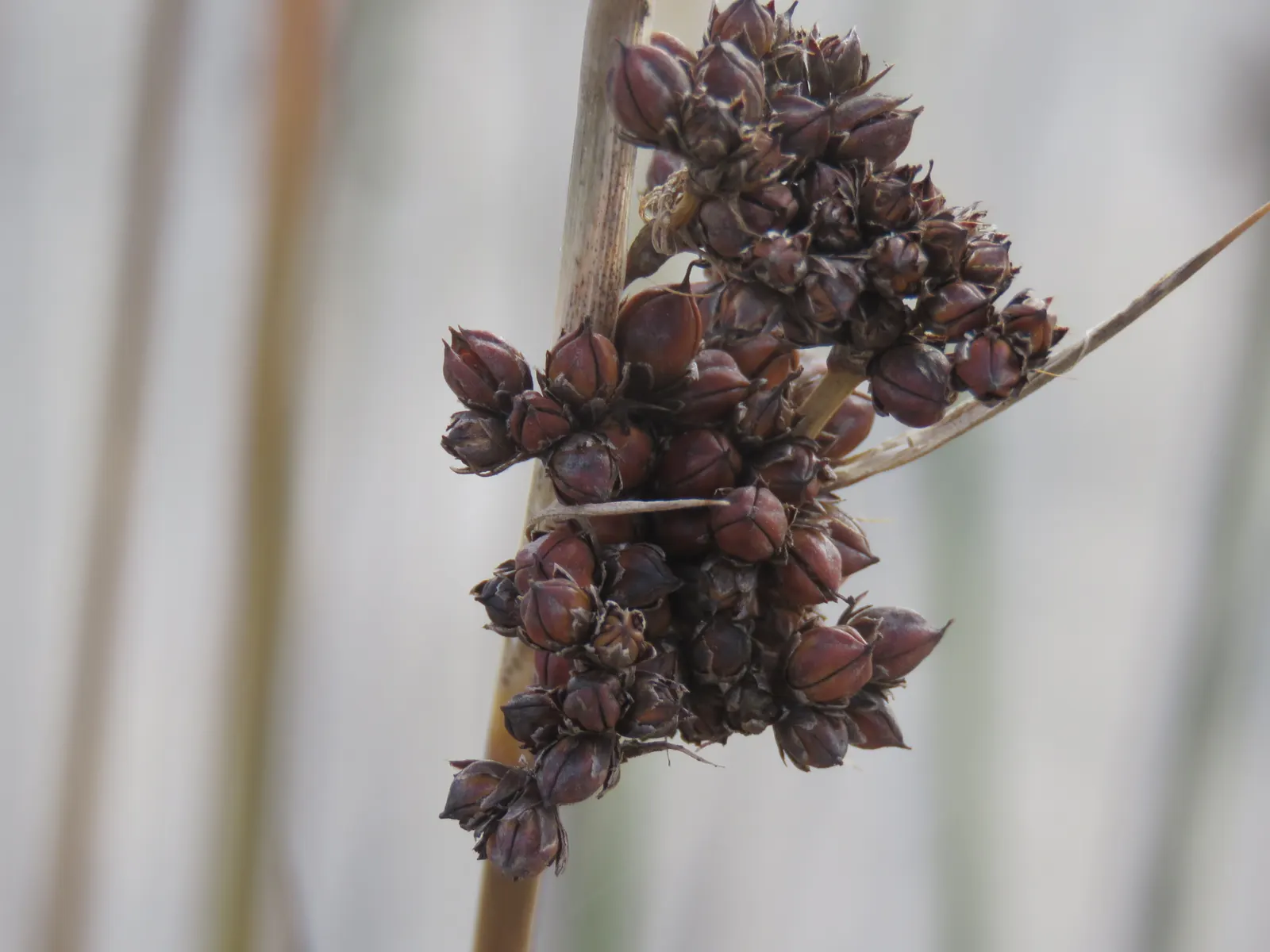 Spiny Rush (Juncus Acutus) — making it an excellent choice for water gardens; with an approximate spread of 1 to 2 feet