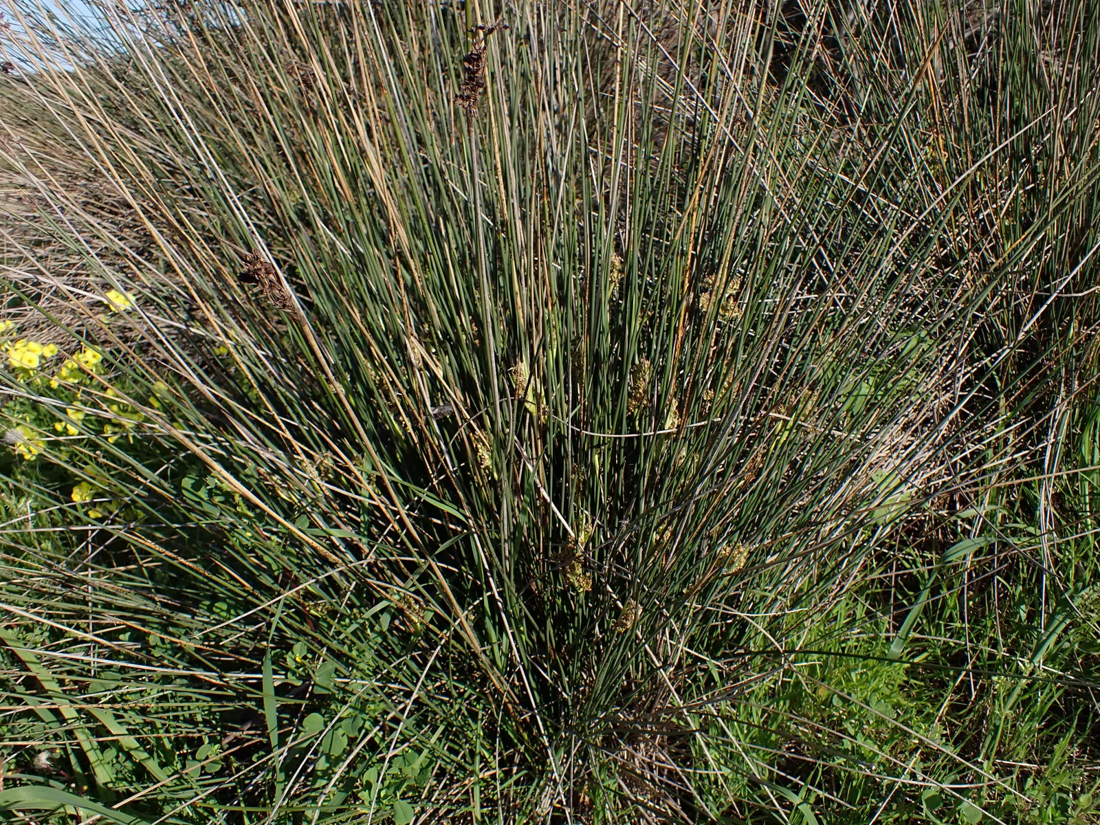 Spiny Rush (Juncus Acutus) — providing habitat for wildlife and erosion control with minimal maintenance; it's resilient to many pests and diseases and