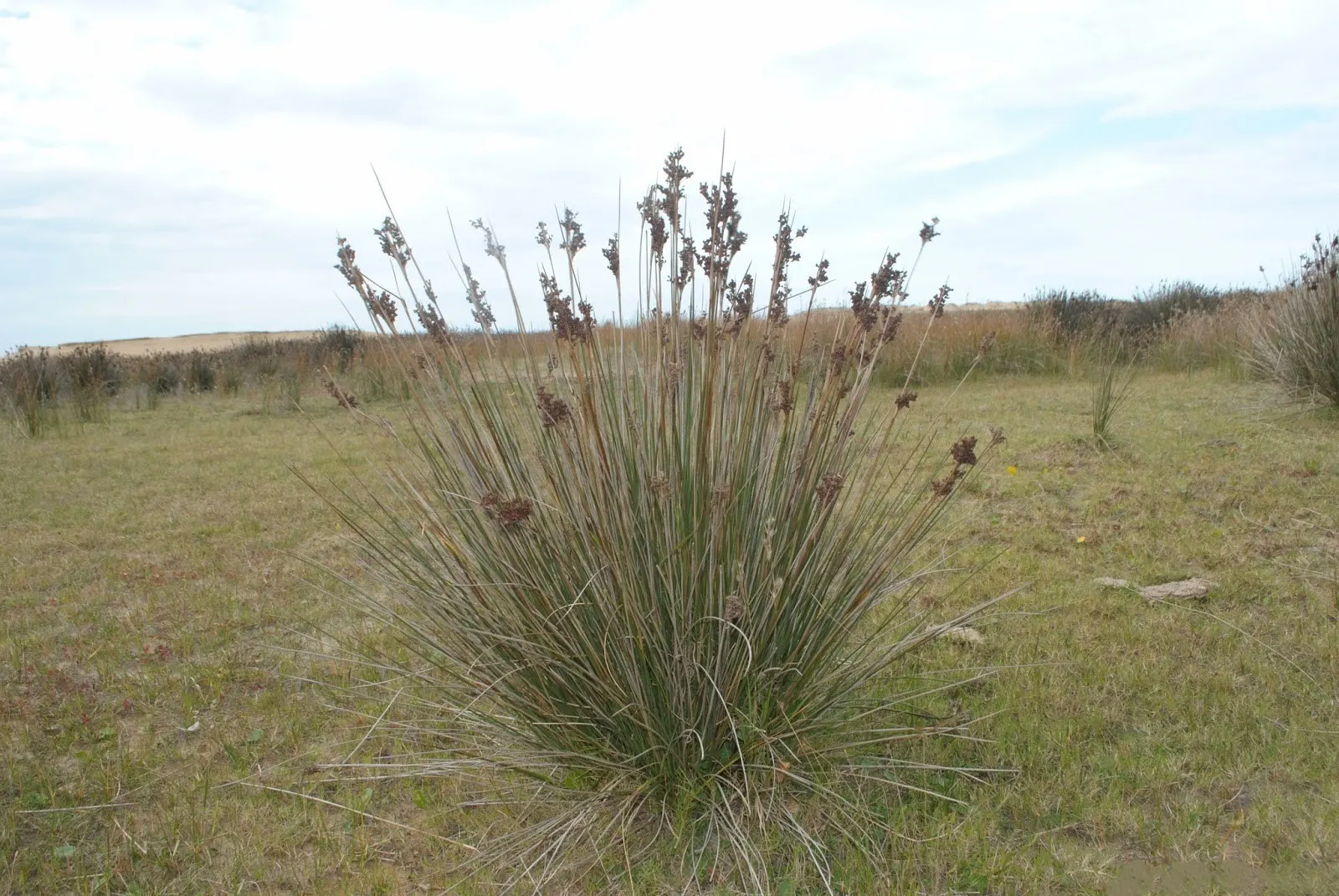 Spiny Rush (Juncus Acutus) — dark green stems are a highlight; it's excellent for natural water features