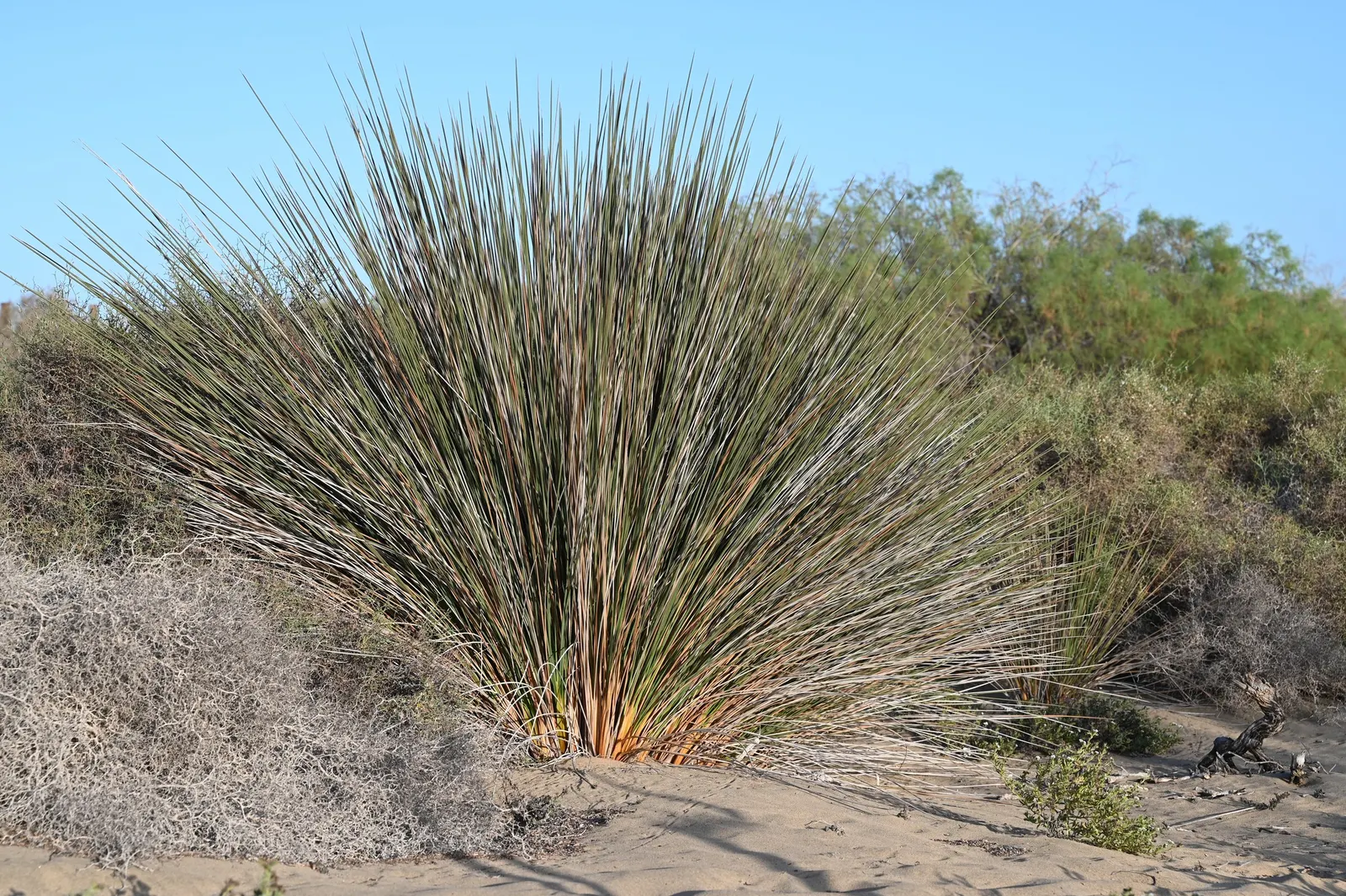 Spiny Rush (Juncus Acutus) — grass / perennial for full or half