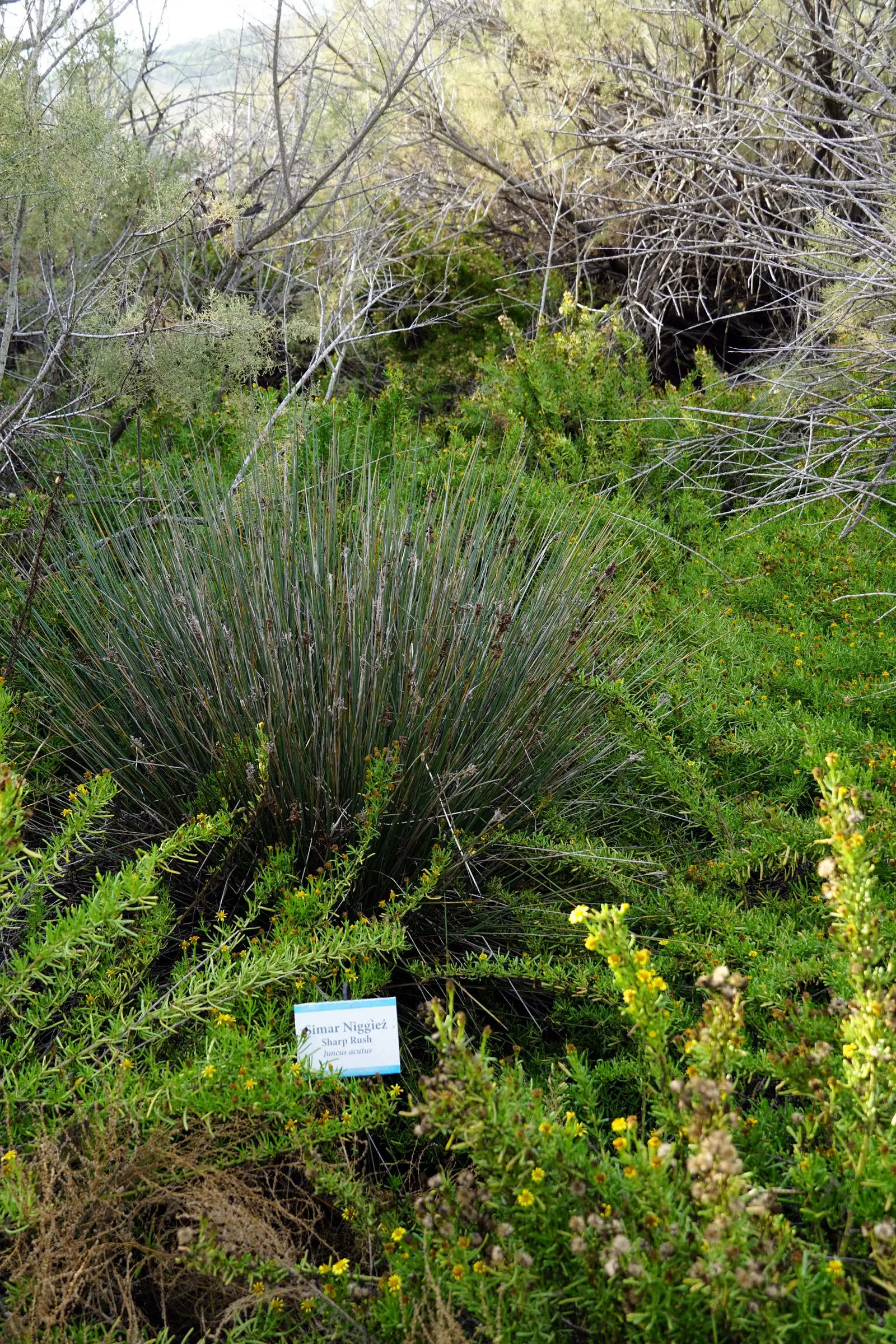 Spiny Rush (Juncus Acutus) — is a robust perennial plant that adds a unique texture to the landscape with its distinctive; evergreen perennial with, image 59