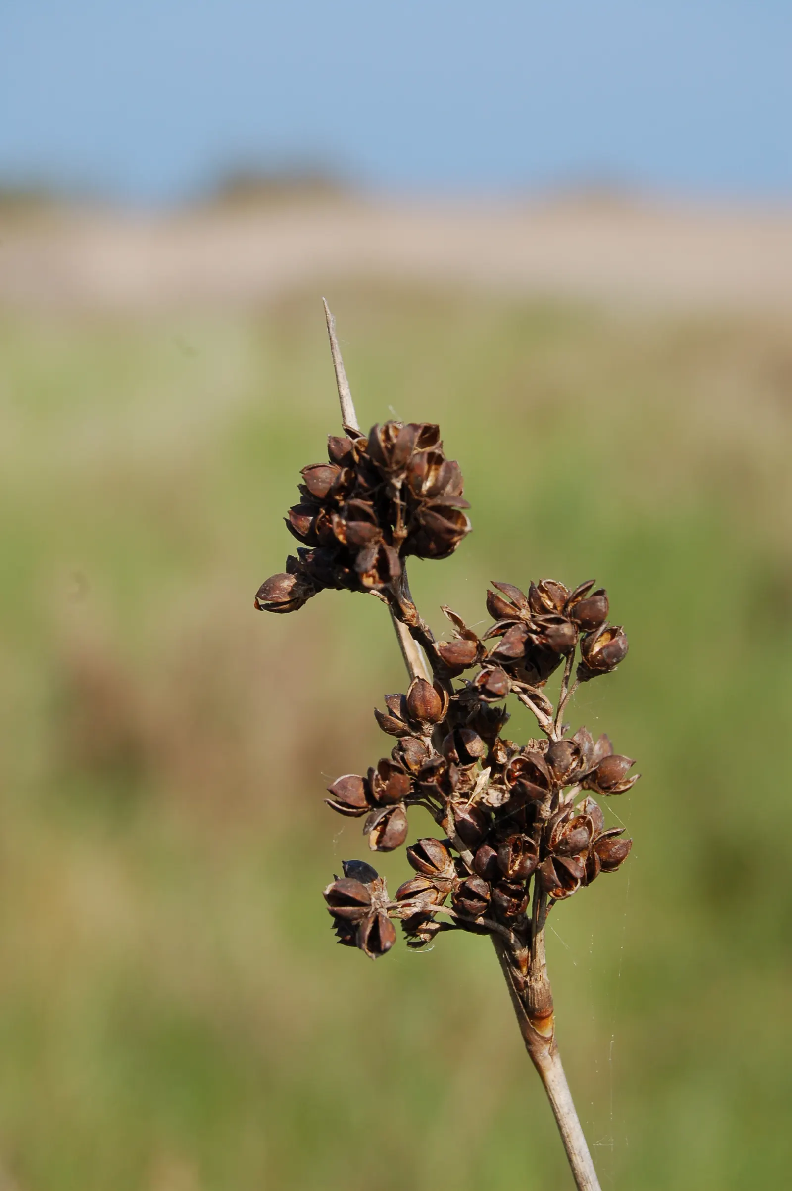 Spiny Rush (Juncus Acutus) — naturalized wetland areas; planting it in areas away from high traffic or play spaces is advisable