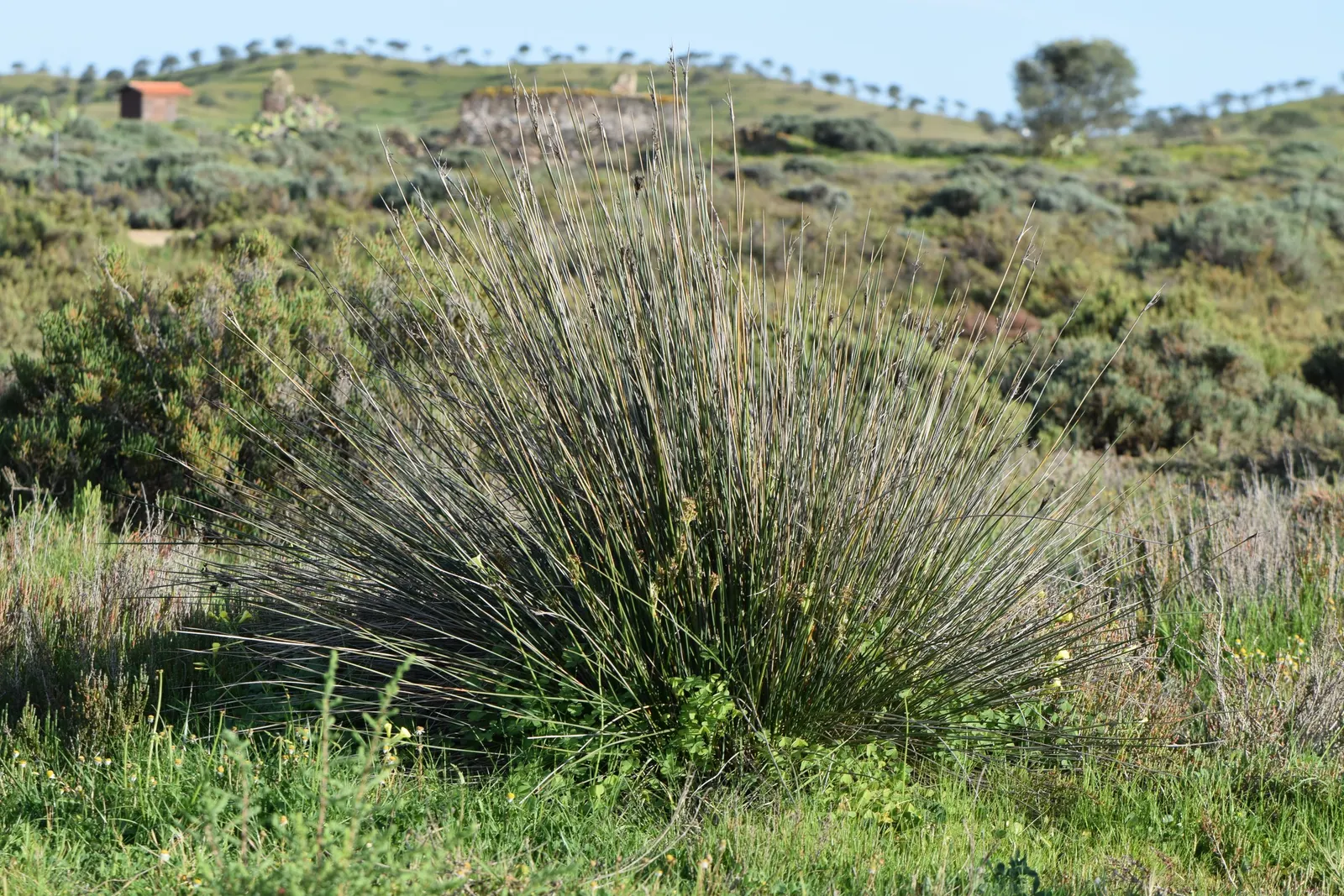 Spiny Rush (Juncus Acutus) — providing a striking vertical element in your garden design; low-care option for the right landscape
