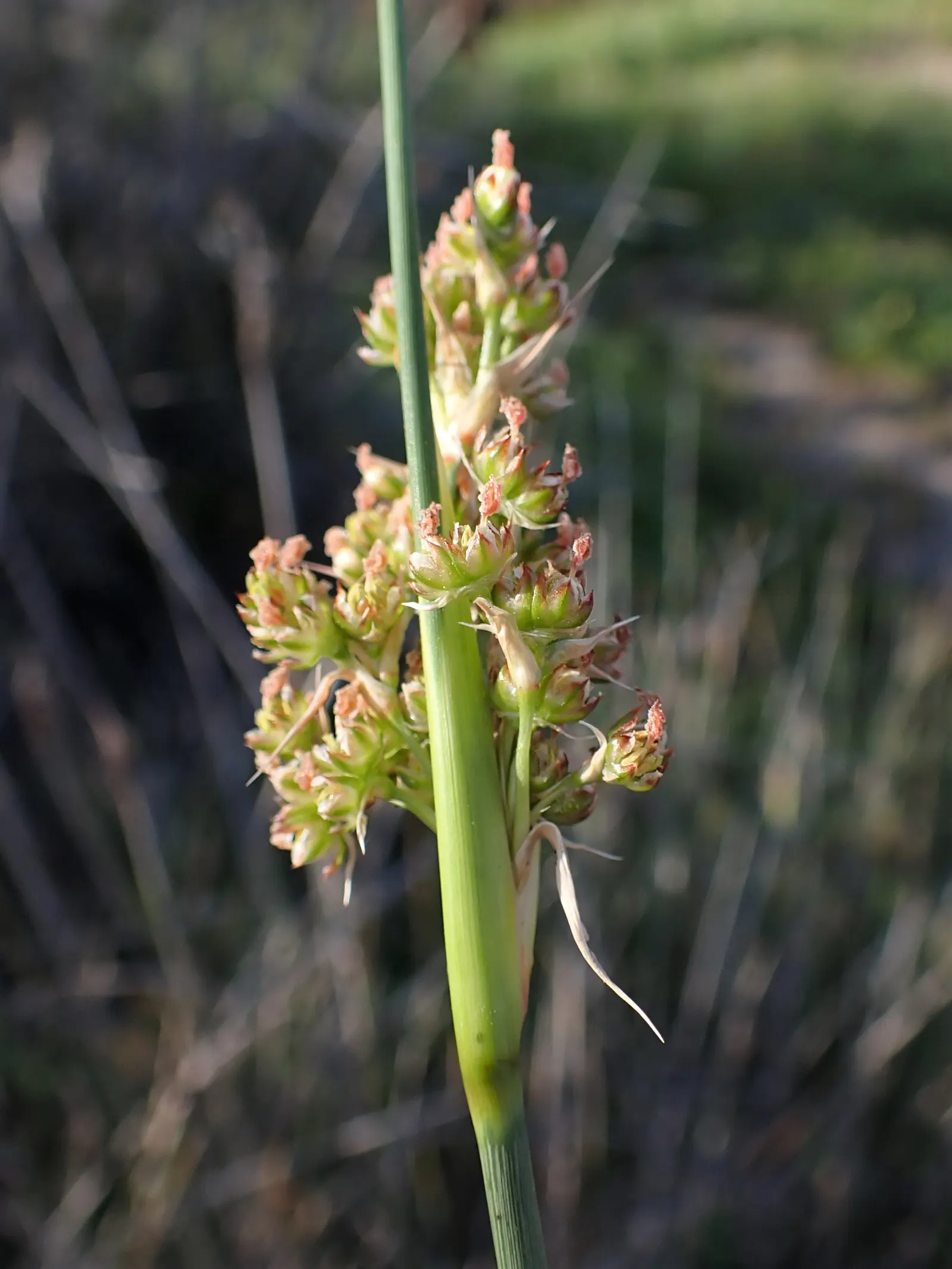 Spiny Rush (Juncus Acutus) — Botanical Name: Juncus acutus<br>Common Name: Spiny Rush<br><br>Description:<br>Juncus acutus; this hardy rush can reach a height
